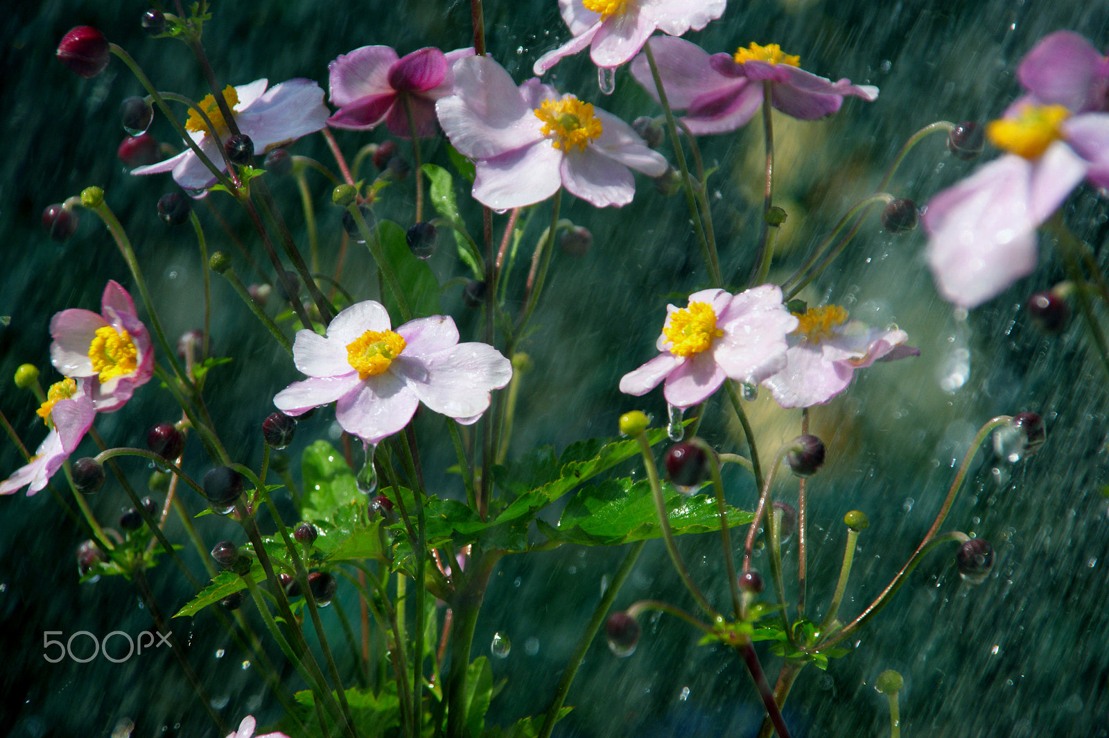 Sony Alpha DSLR-A350 + Sigma 18-200mm F3.5-6.3 DC sample photo. Flowers and waterdrops photography