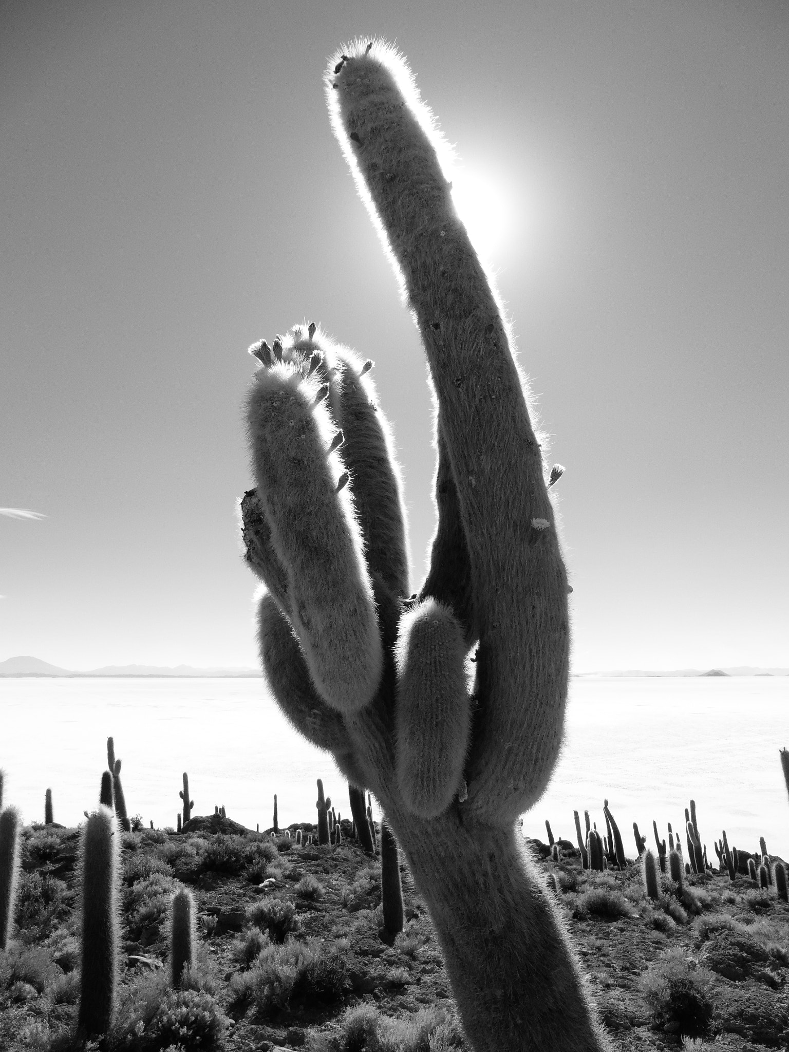 Panasonic DMC-TZ55 sample photo. Cacti of the salar - standing tall and proud photography