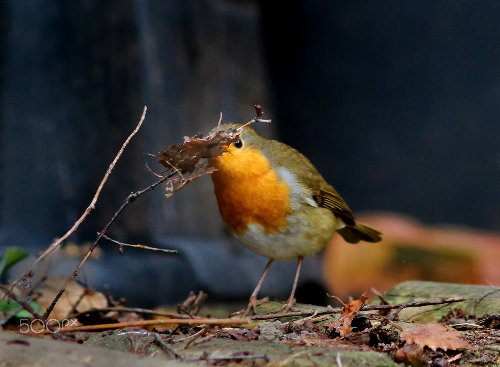 Canon EOS 7D + Canon EF 200mm F2.8L II USM sample photo. A bit of a mouthful photography