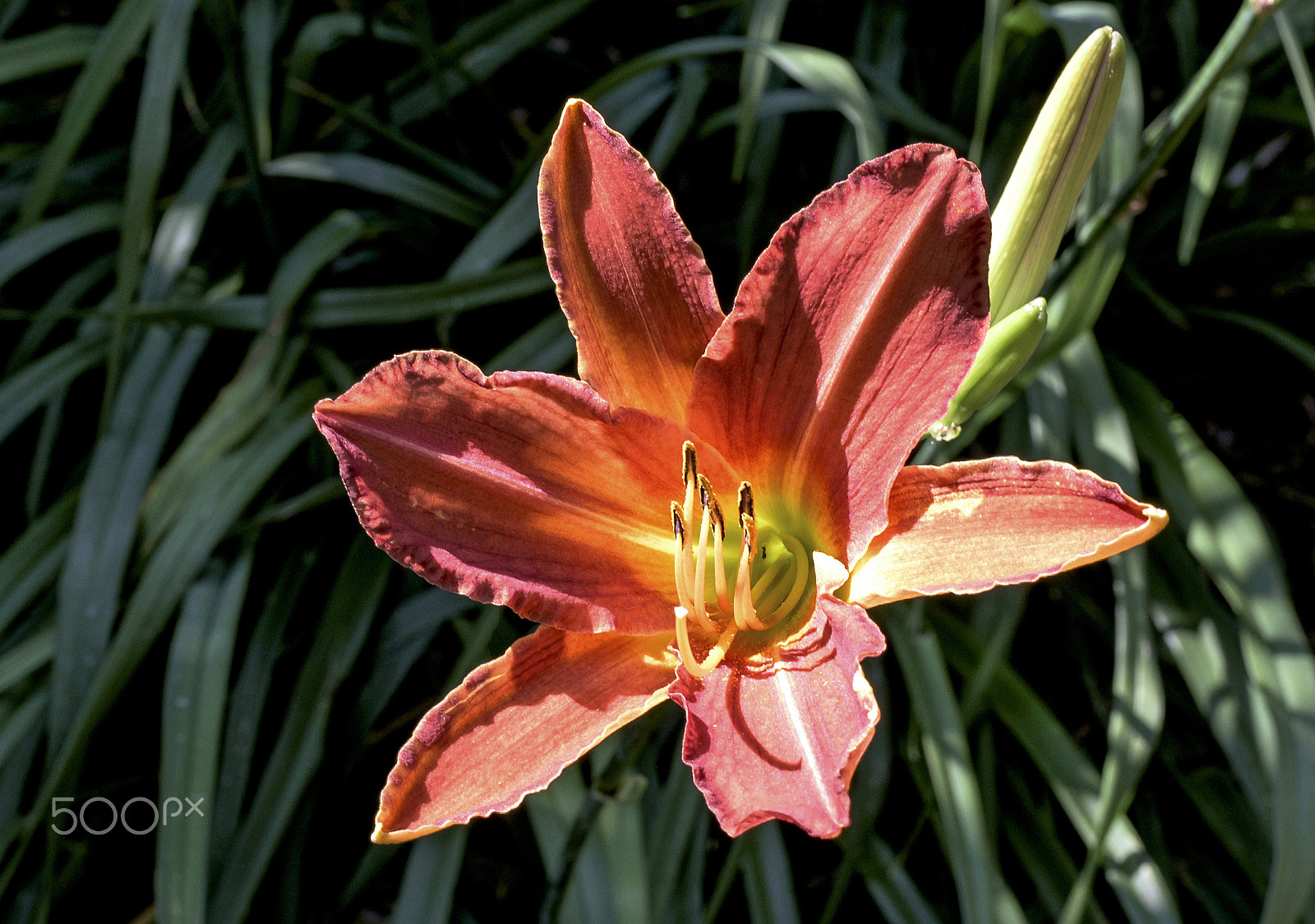 ZEISS Planar T* 50mm F1.4 sample photo. Simply beautiful photography