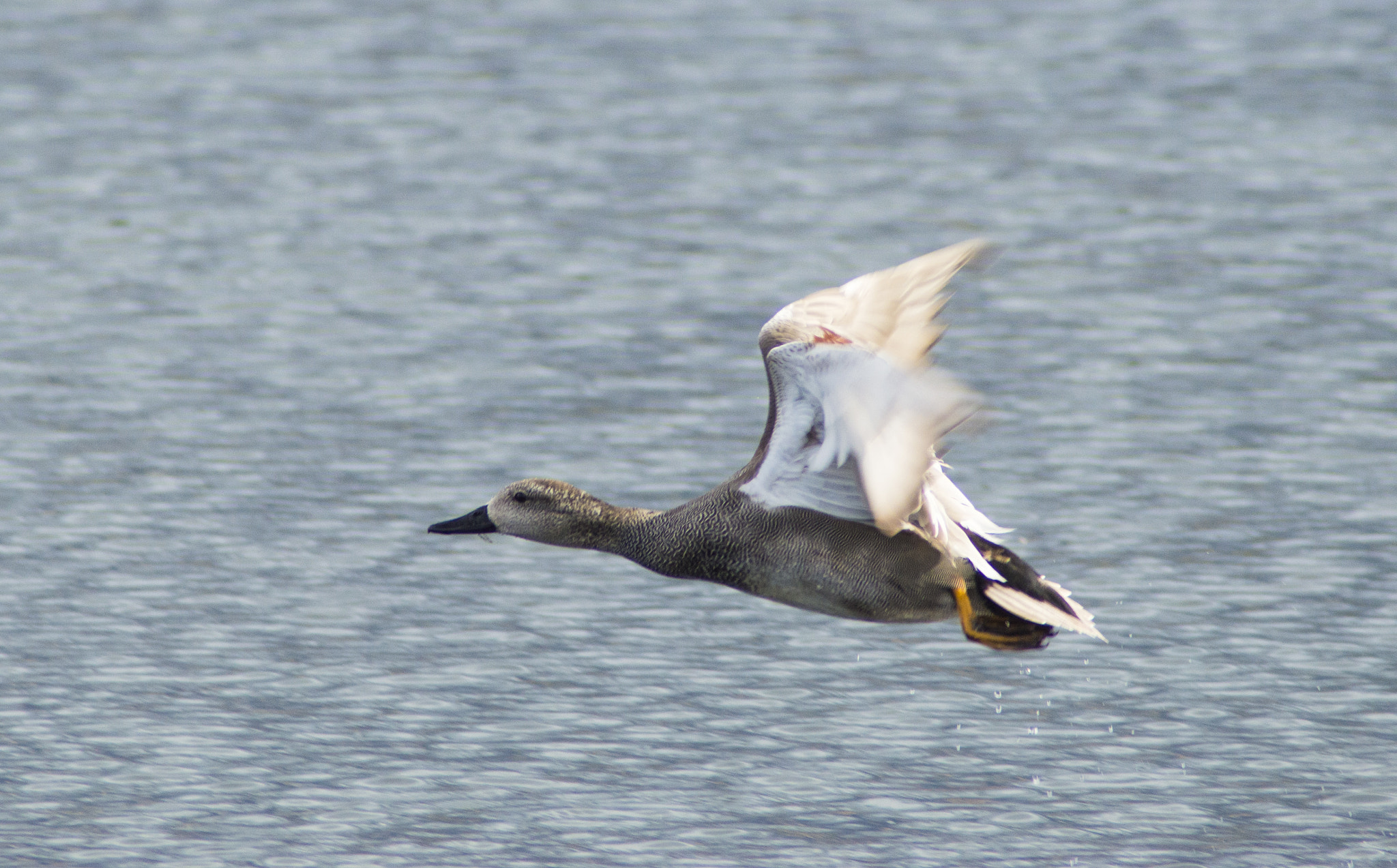 Tamron AF 200-400mm f/5.6 LD IF (75D) sample photo. Ánade friso macho - gadwall male photography