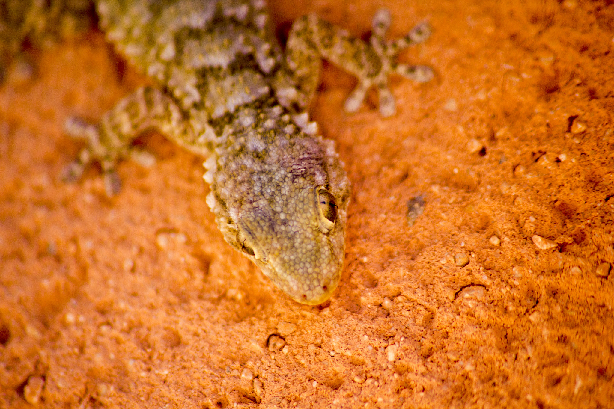 Sigma 70-300mm F4-5.6 APO DG Macro sample photo. Gecko photography