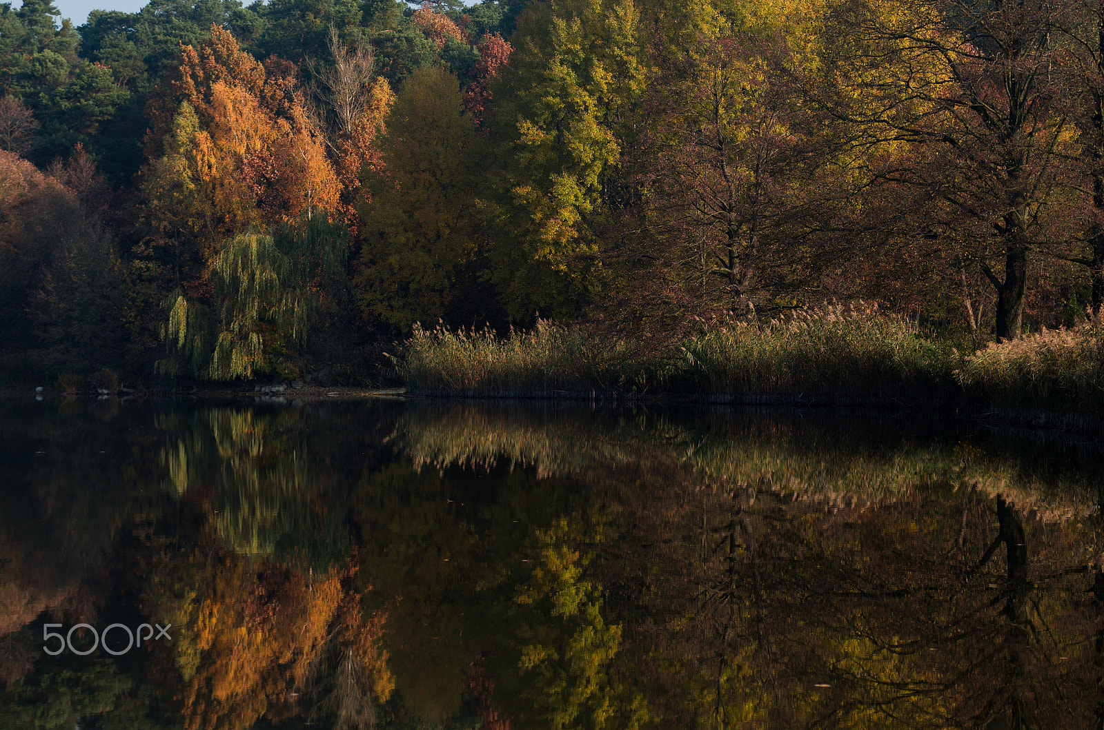 smc PENTAX-FA* 28-70mm F2.8 AL sample photo. Golden tree photography