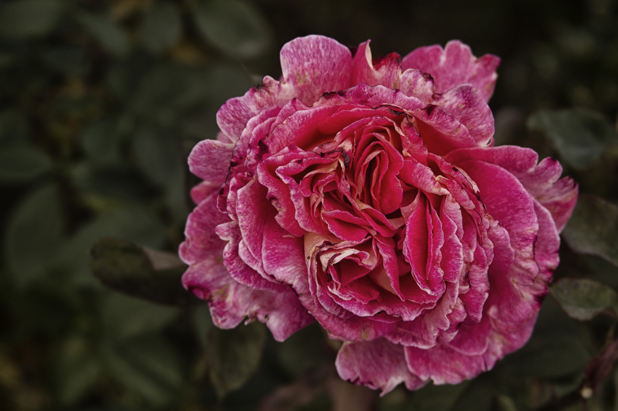 Canon EF 28-135mm F3.5-5.6 IS USM sample photo. Tarde en el retiro photography