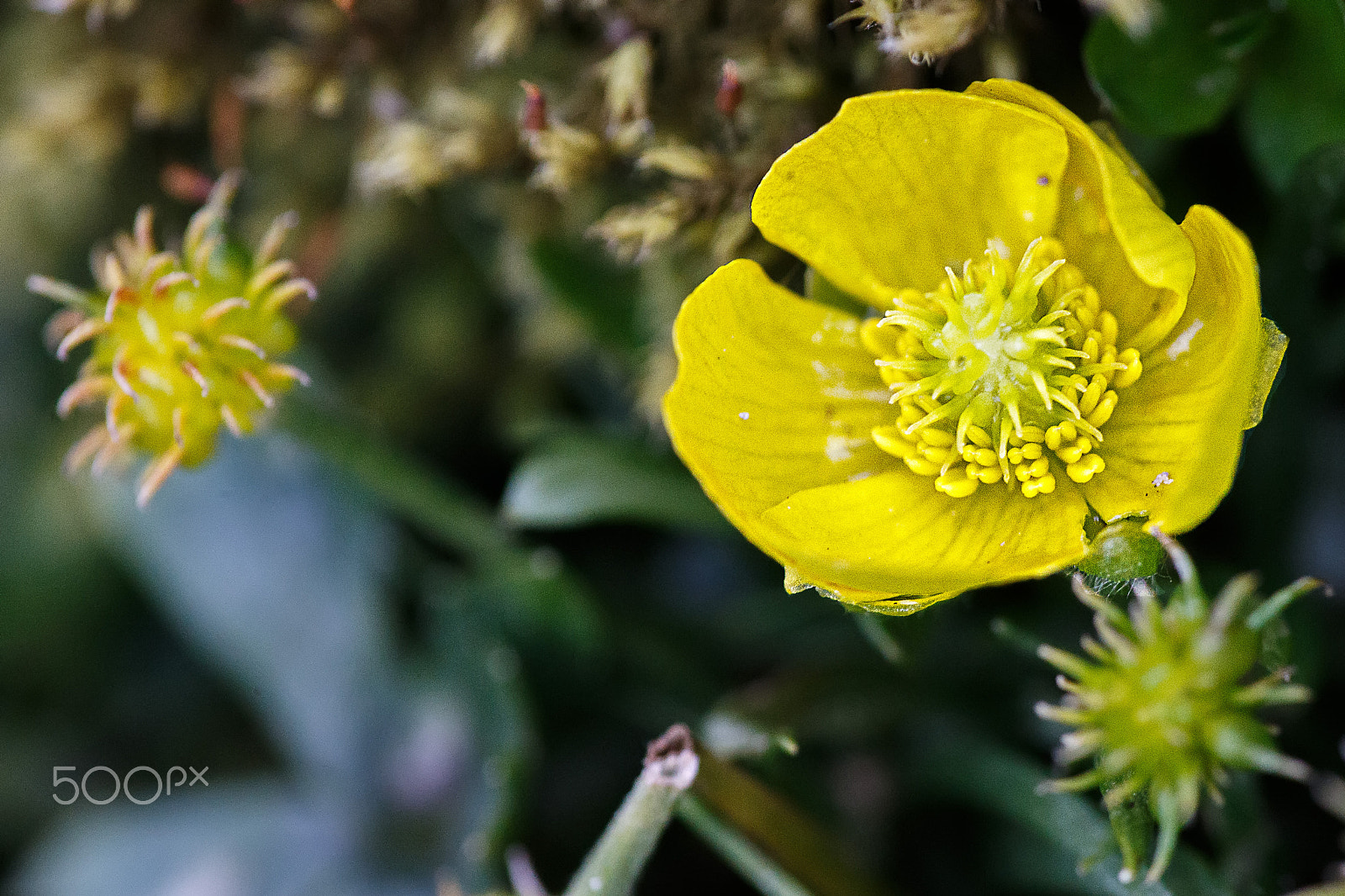 Canon EF 180mm F3.5L Macro USM sample photo. Ranunculus wilanderi photography