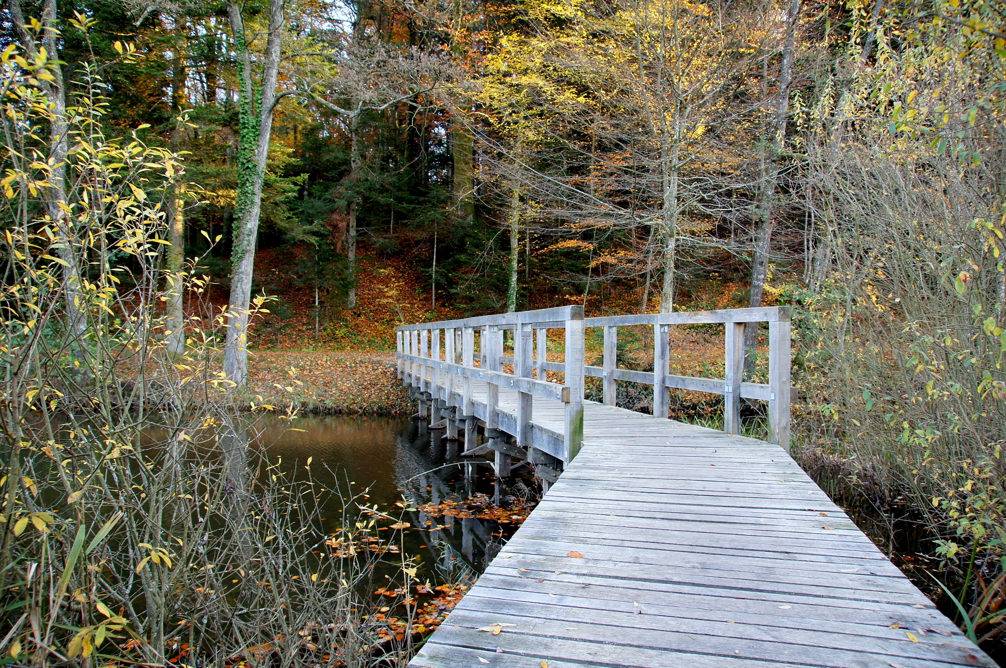 Sony Alpha DSLR-A580 sample photo. Bridge photography