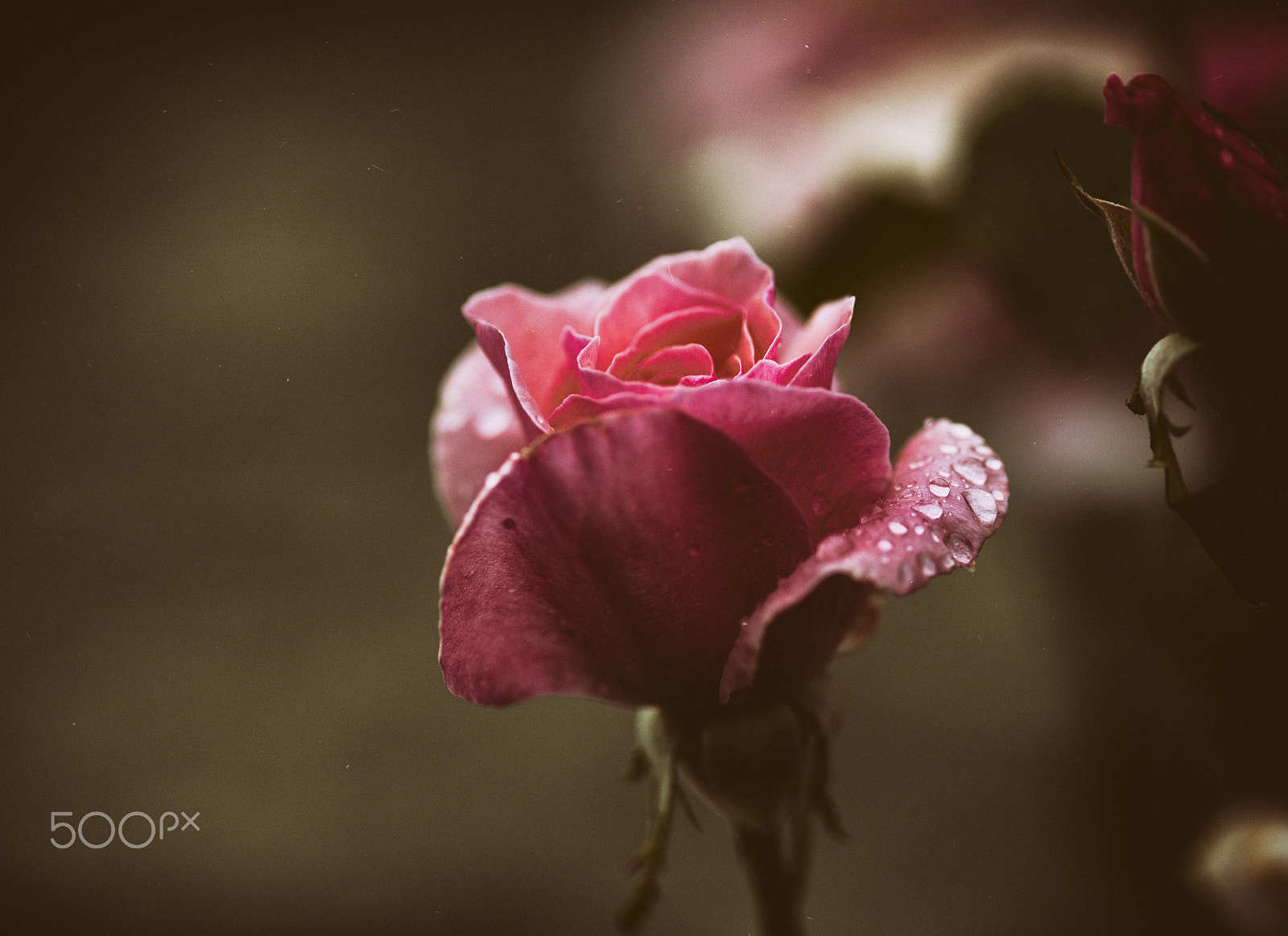 ZEISS Makro-Planar T* 100mm F2 sample photo. Rose-drops photography