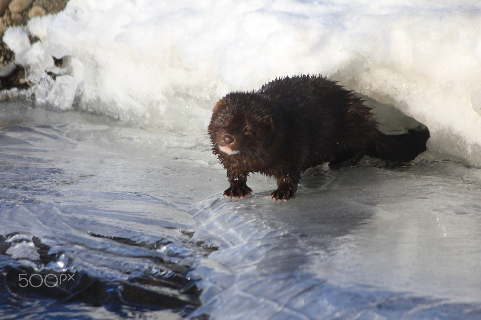 Canon EOS 550D (EOS Rebel T2i / EOS Kiss X4) + Canon EF-S 55-250mm F4-5.6 IS sample photo. Wild animal photography