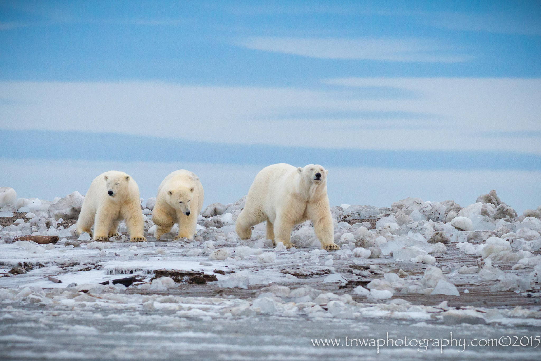 Nikon AF-S Nikkor 300mm F2.8G ED-IF VR sample photo. Happy international polar bear day! photography