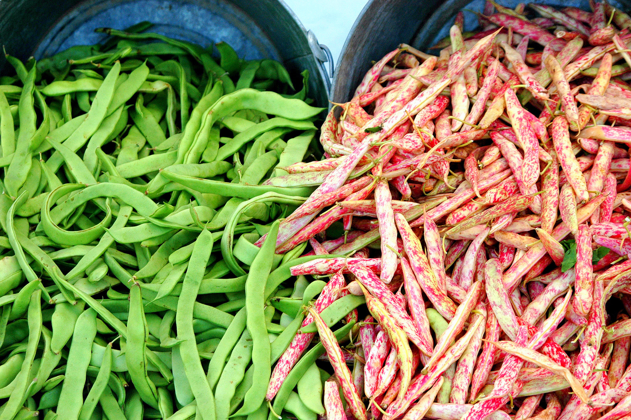 Nikon D70 sample photo. String beans. photography