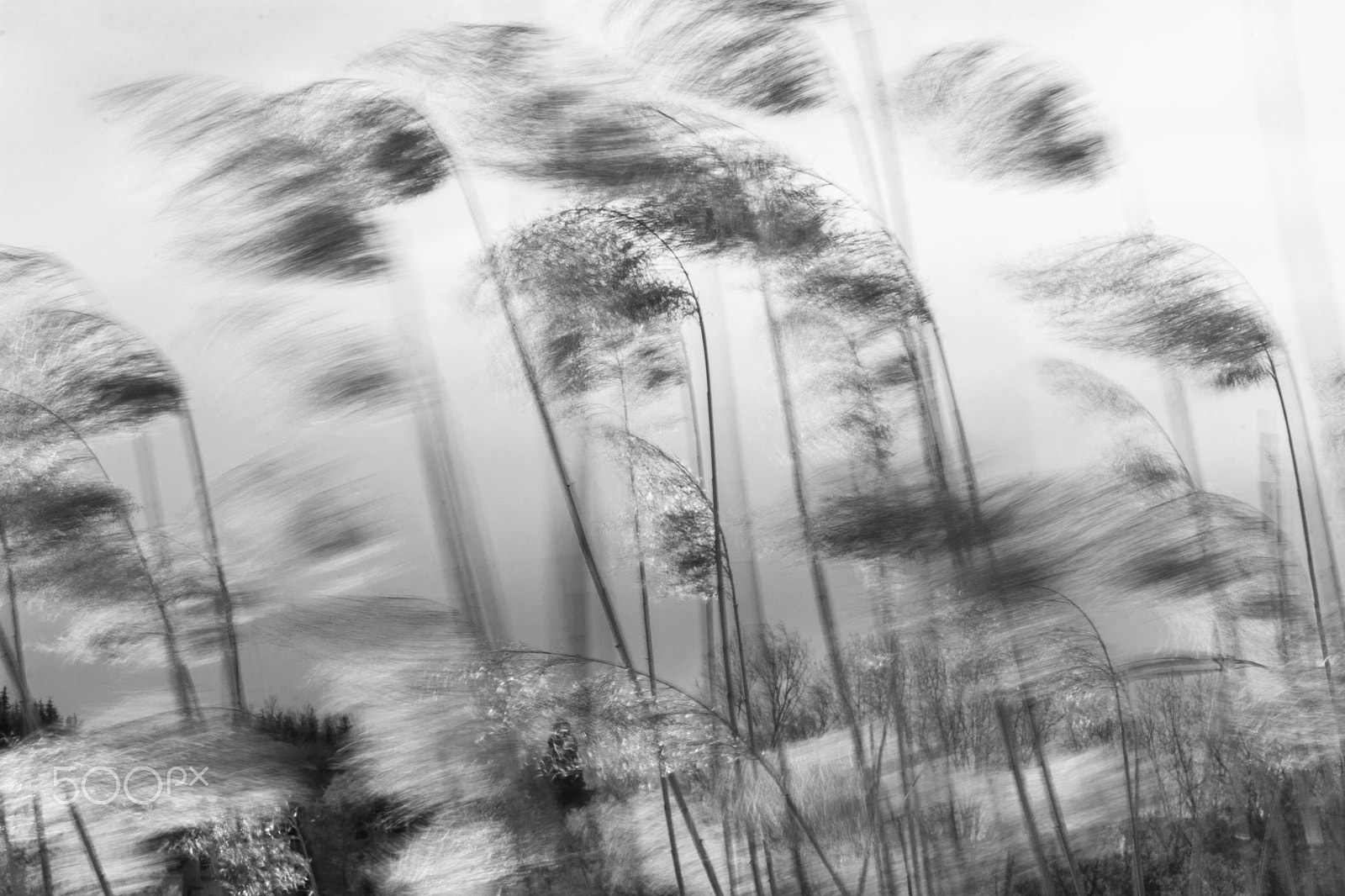 Canon EOS 30D sample photo. Windkissed photography