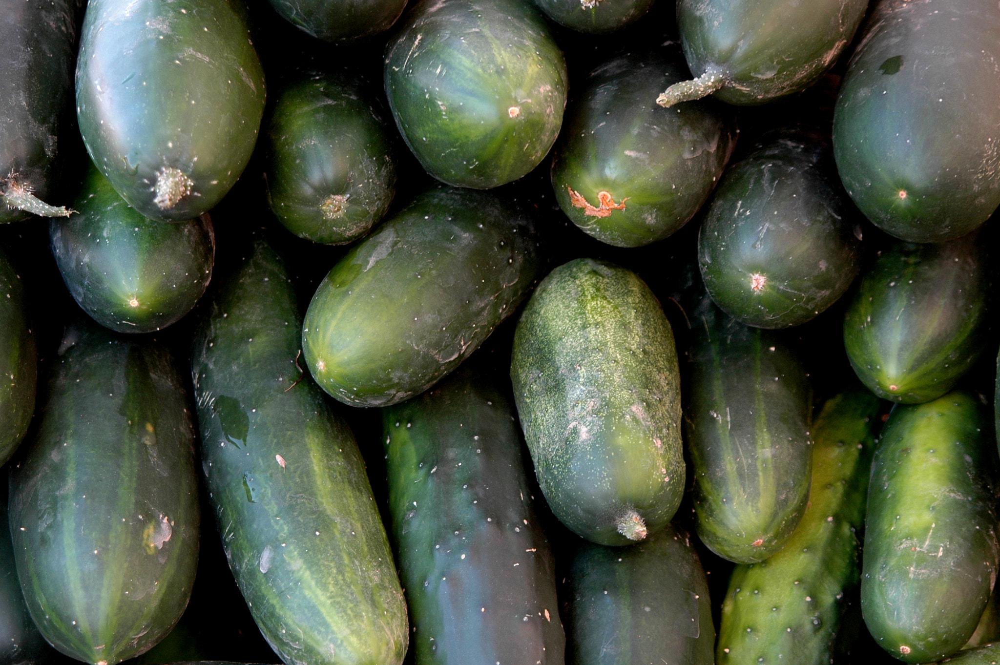 Nikon D70 sample photo. Organic cucumbers. photography
