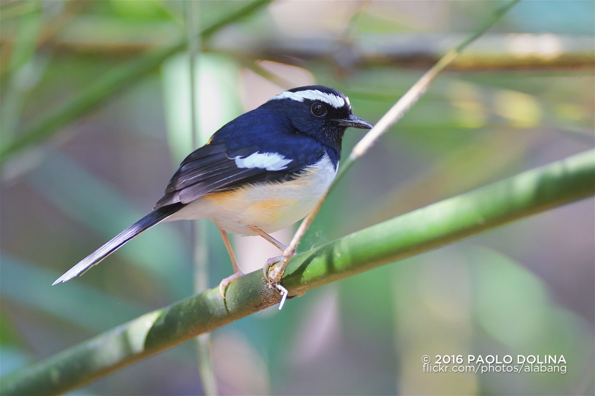 Canon EF 200mm F2L IS USM sample photo. White-browed shama (copsychus luzoniensis) photography