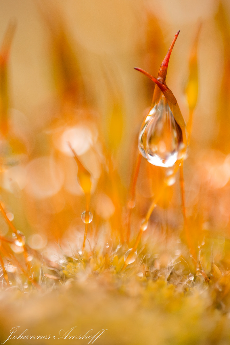 Sigma 150mm F2.8 EX DG Macro HSM sample photo. ~moos~ photography