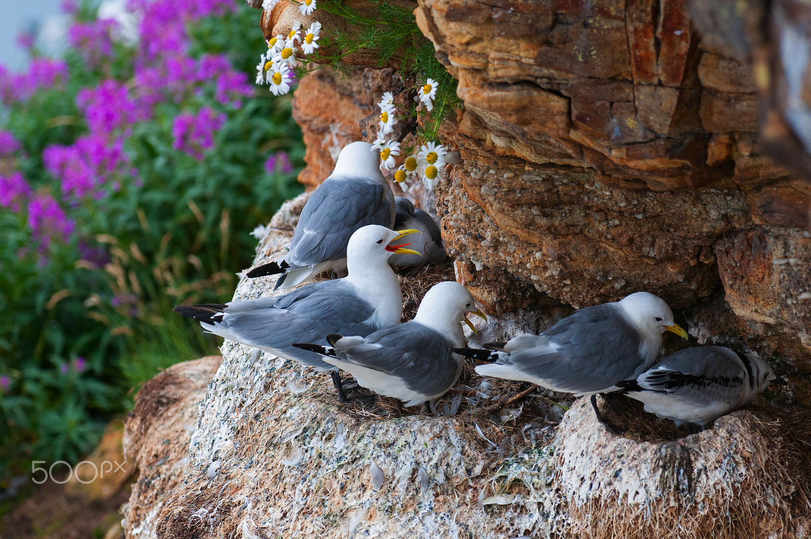 Nikon AF-S Nikkor 300mm F2.8G ED-IF VR sample photo. Kittiwakes are hatching photography