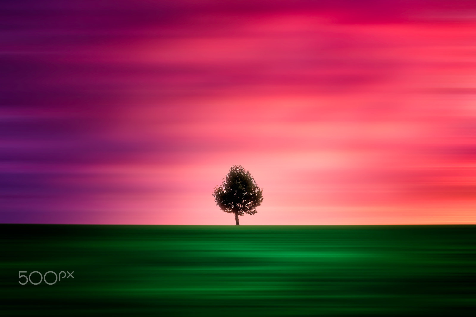 Sony SLT-A65 (SLT-A65V) sample photo. A lonely tree in sports park photography