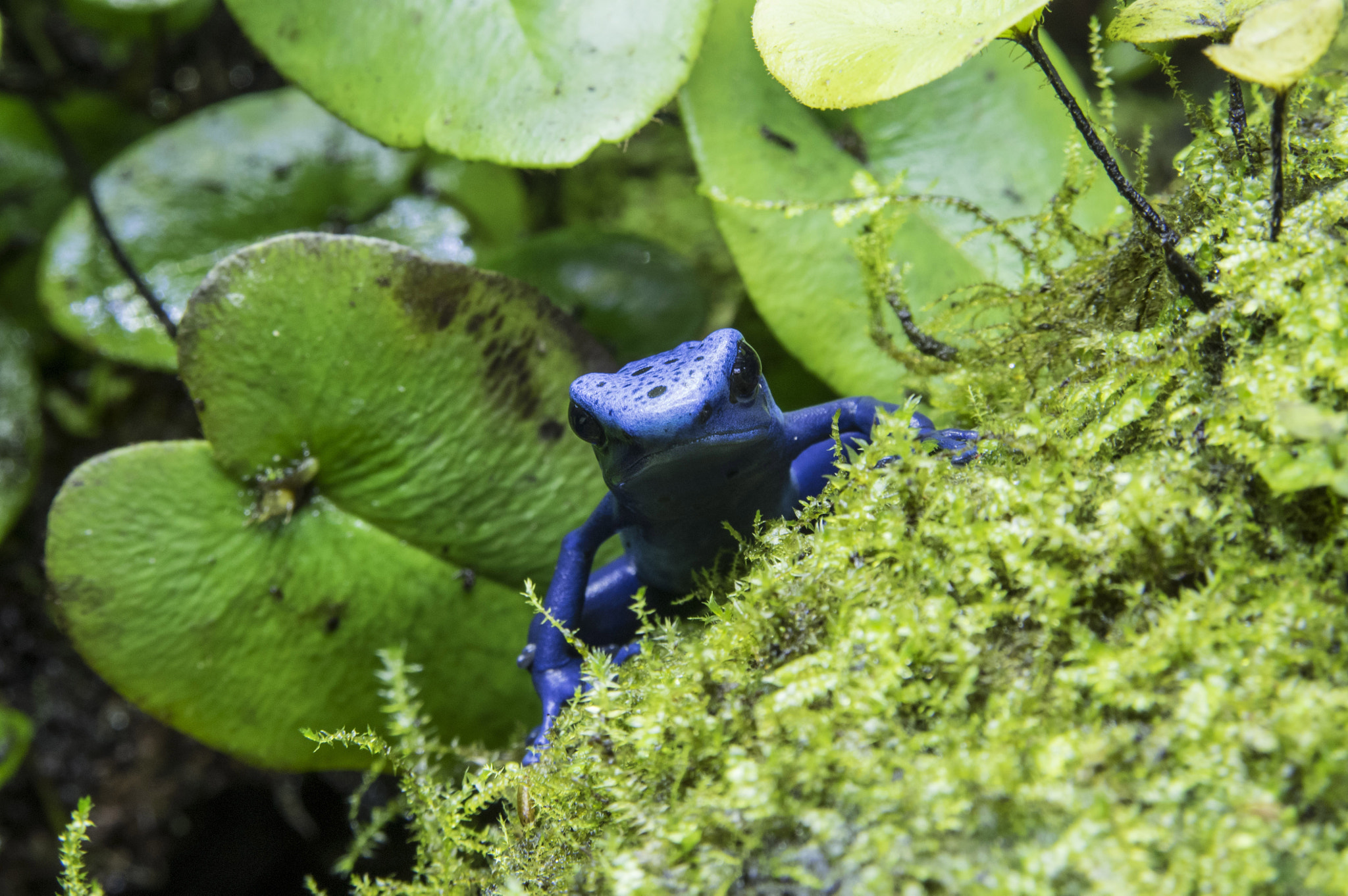 Pentax K-3 II + Tamron AF 28-75mm F2.8 XR Di LD Aspherical (IF) sample photo. Blue poison dart frog photography