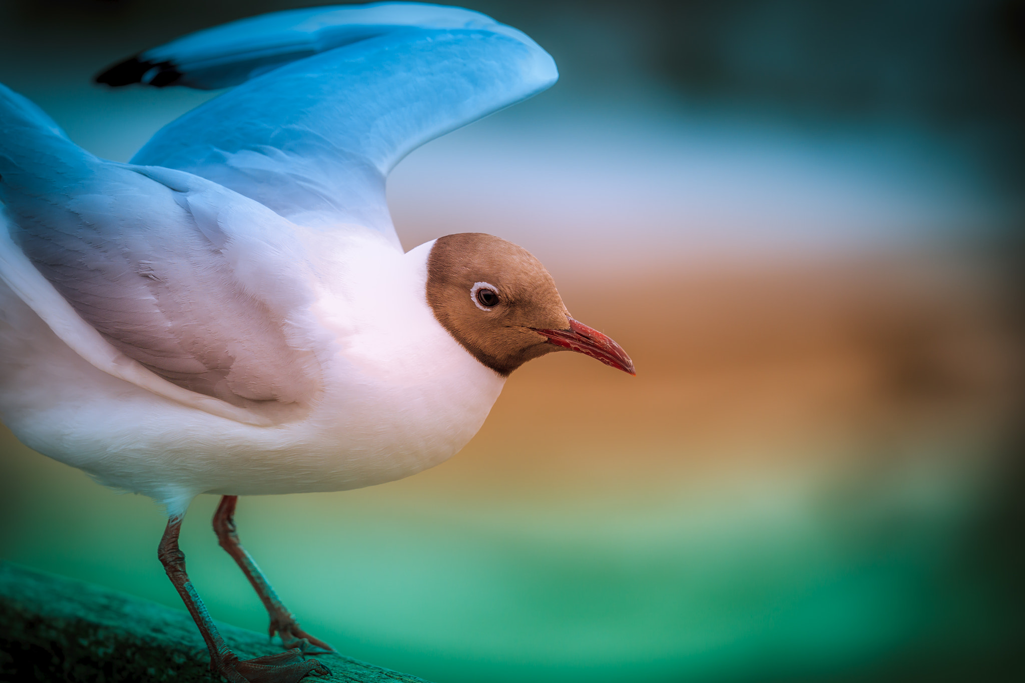 Canon EF 500mm F4L IS II USM sample photo. Blackheaded gull photography