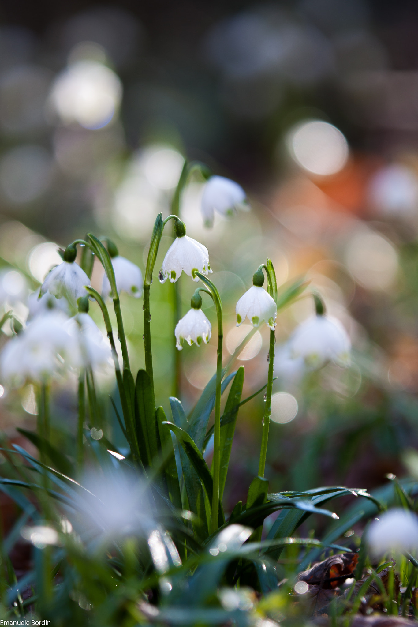 Canon EOS 40D + Tamron SP AF 180mm F3.5 Di LD (IF) Macro sample photo. Springtime! photography