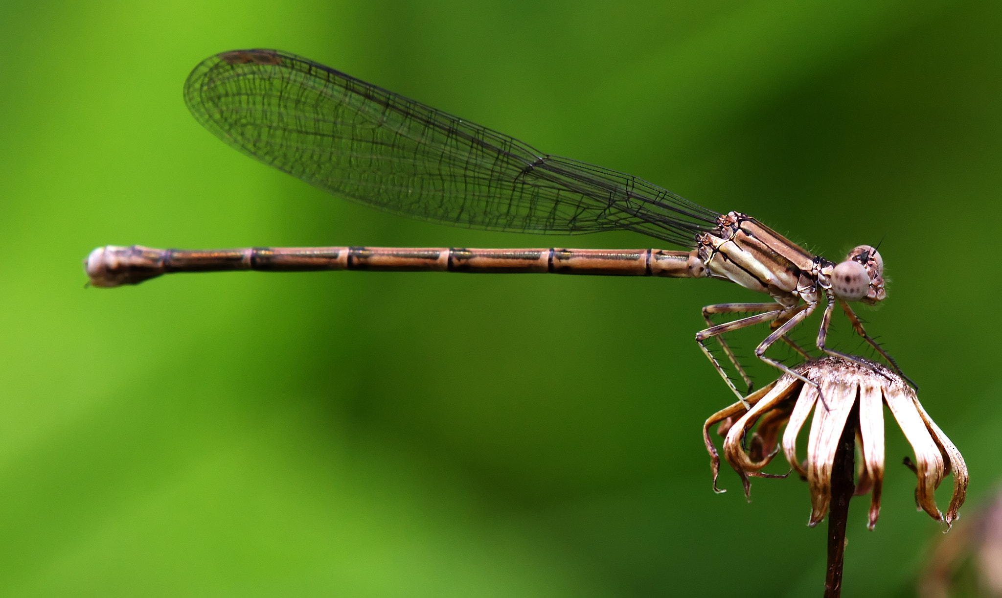 Tamron SP AF 180mm F3.5 Di LD (IF) Macro sample photo. Variable dancer photography