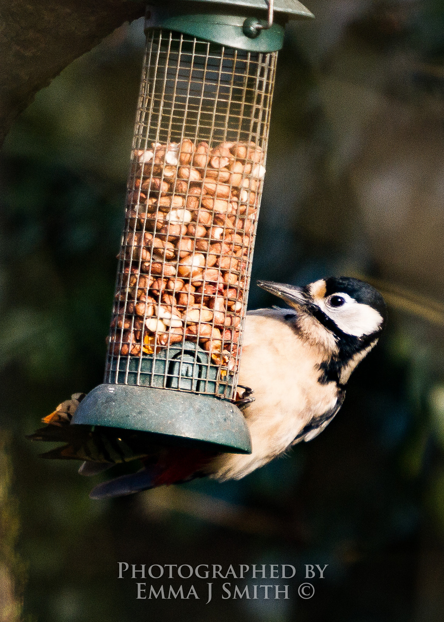 Canon EF 70-200mm F2.8L USM sample photo. Drilling for nuts. photography