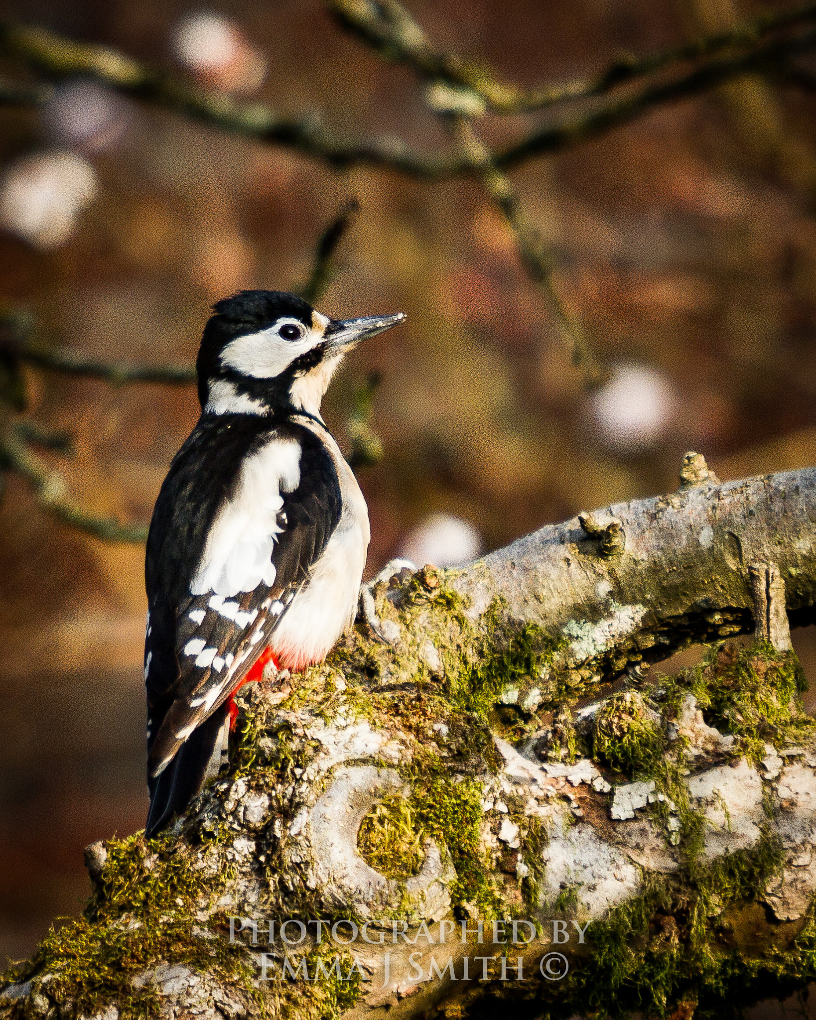 Canon EF 70-200mm F2.8L USM sample photo. Mossy perch. photography