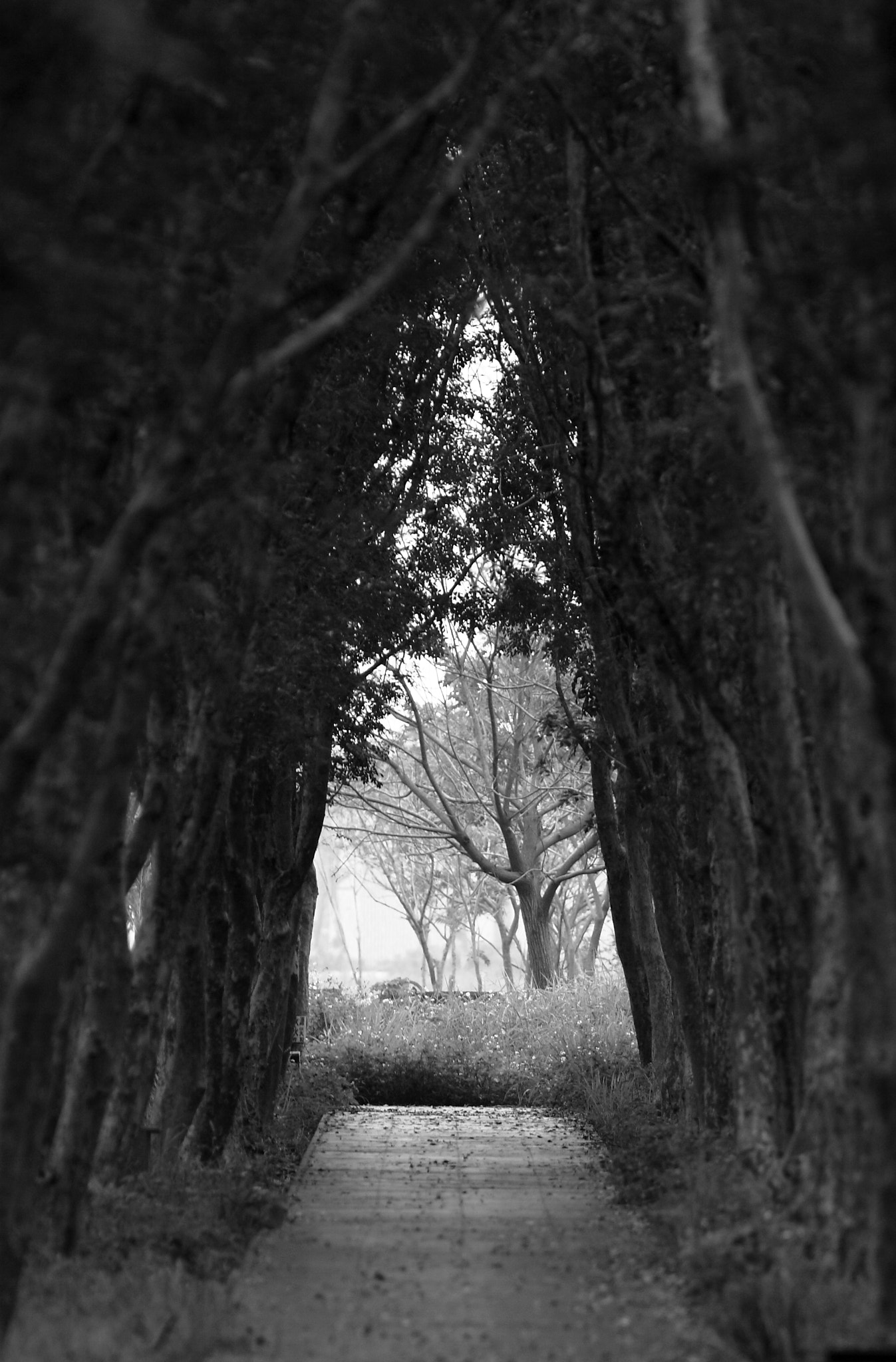 Canon EOS 50D + Canon EF 300mm F4L IS USM sample photo. At the end of the road photography