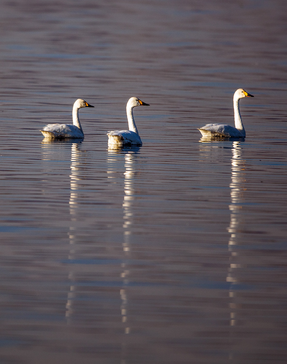 Canon EF 600mm F4L IS II USM sample photo. 350a3121.jpg photography