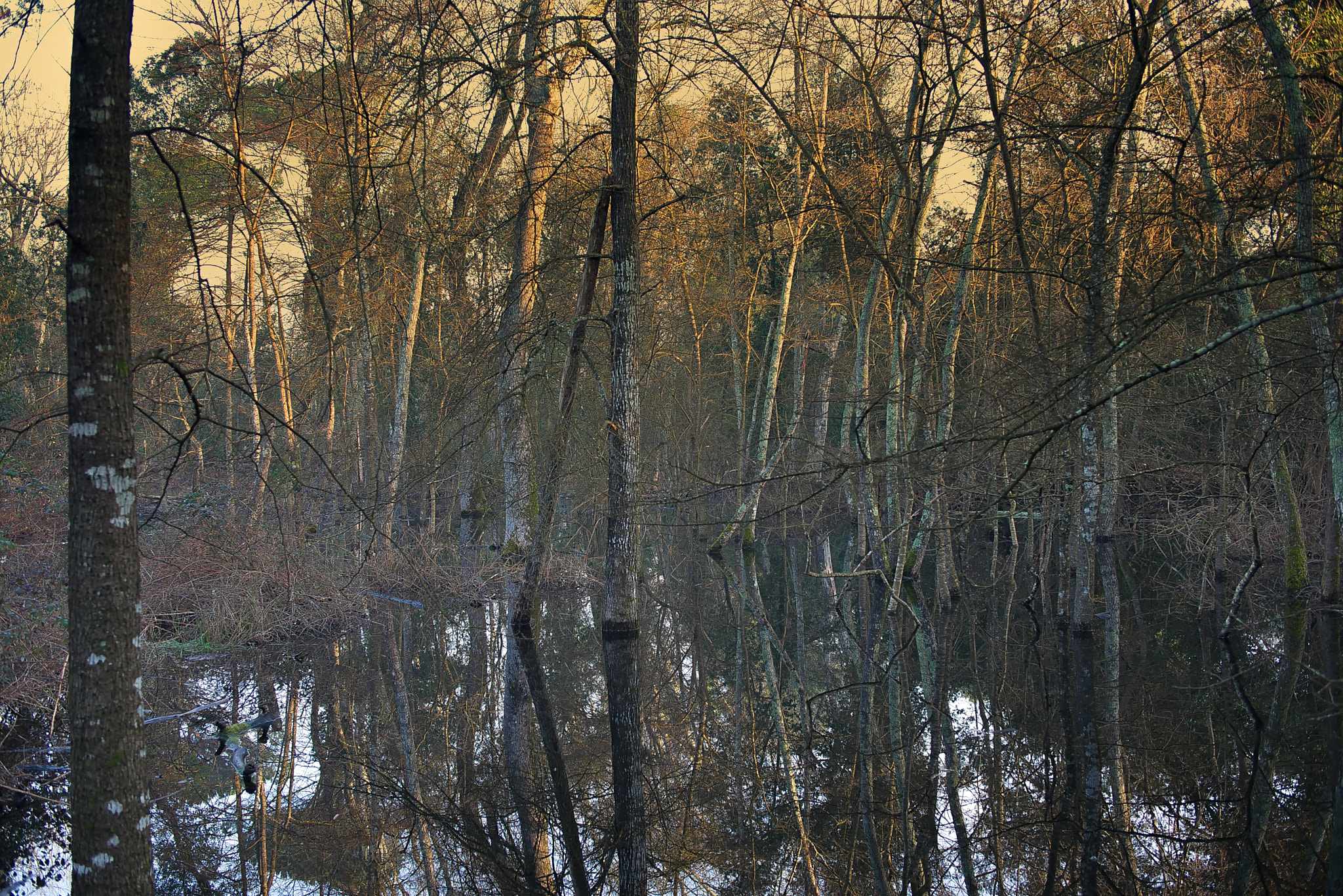 Nikon D600 + AF Zoom-Nikkor 35-70mm f/2.8D sample photo. Swamp photography