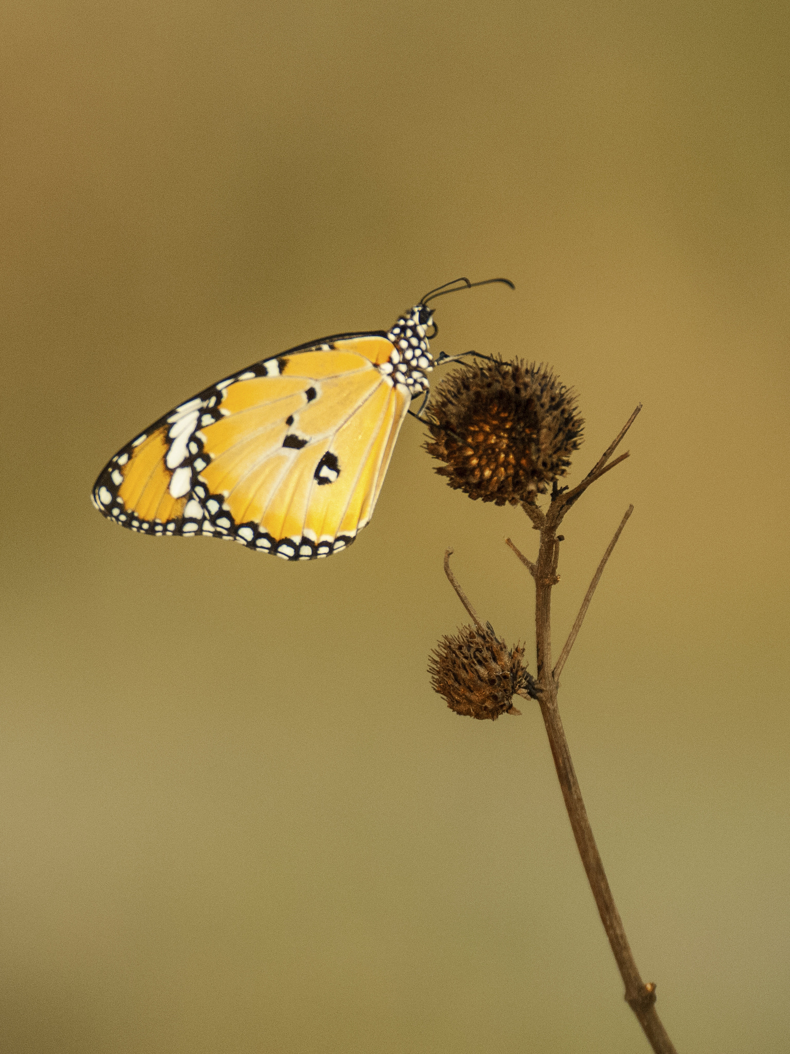 Nikon D2Xs + Sigma 120-300mm F2.8 EX DG HSM sample photo. Yellow butterfly photography