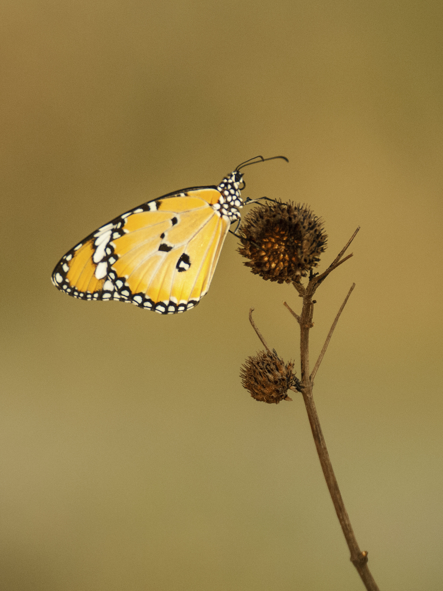 Sigma 120-300mm F2.8 EX DG HSM sample photo. Yellow butterfly photography