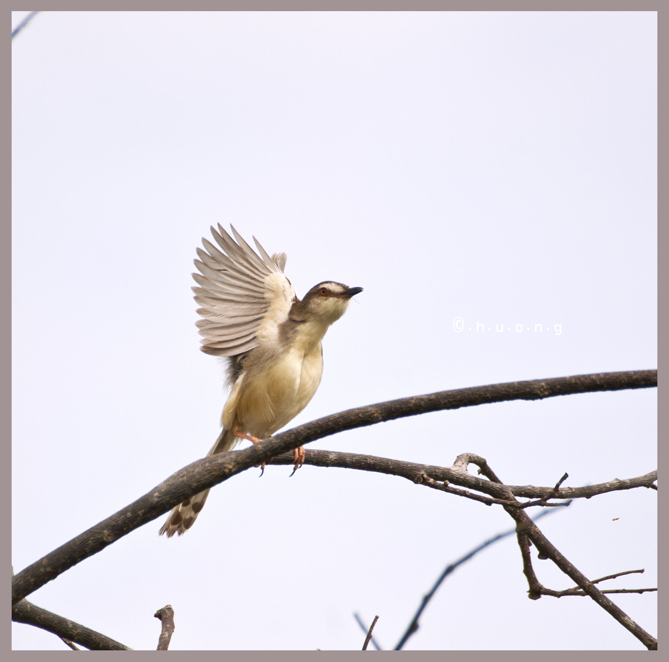 Nikon D2Hs sample photo. Take off photography