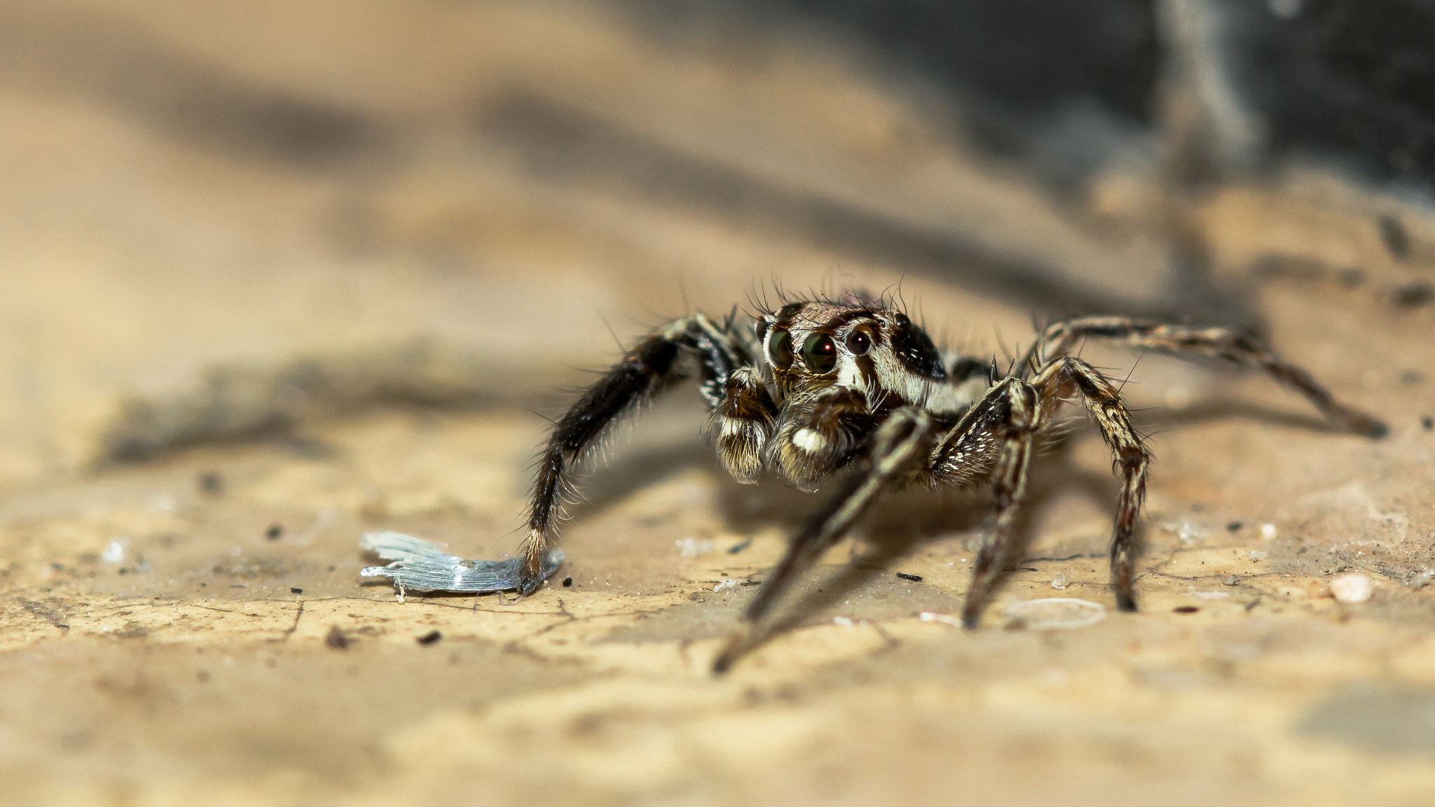 Canon EOS 550D (EOS Rebel T2i / EOS Kiss X4) sample photo. Tiny spider photography