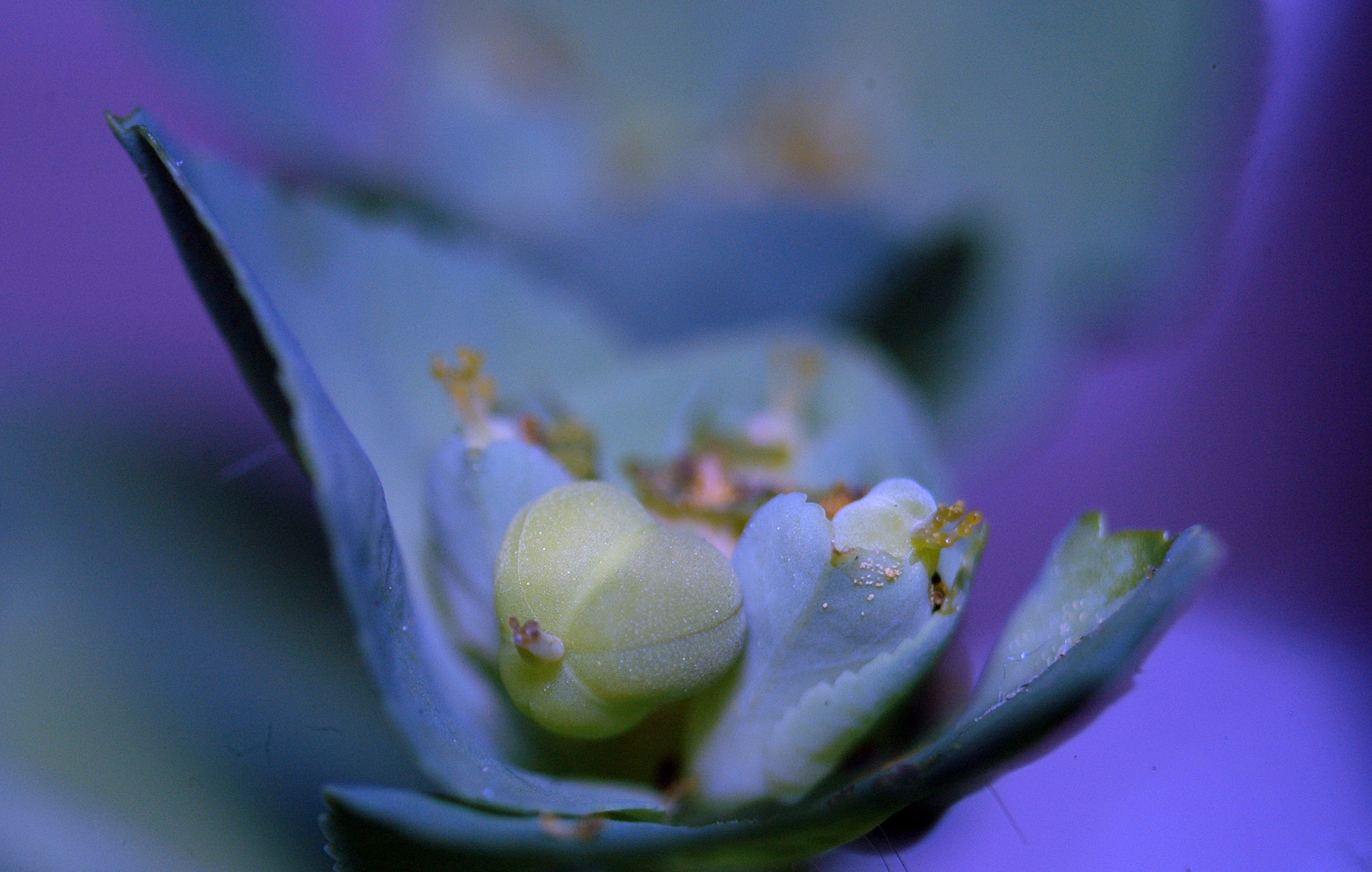 AF Zoom-Nikkor 35-70mm f/3.3-4.5 N sample photo. # photography
