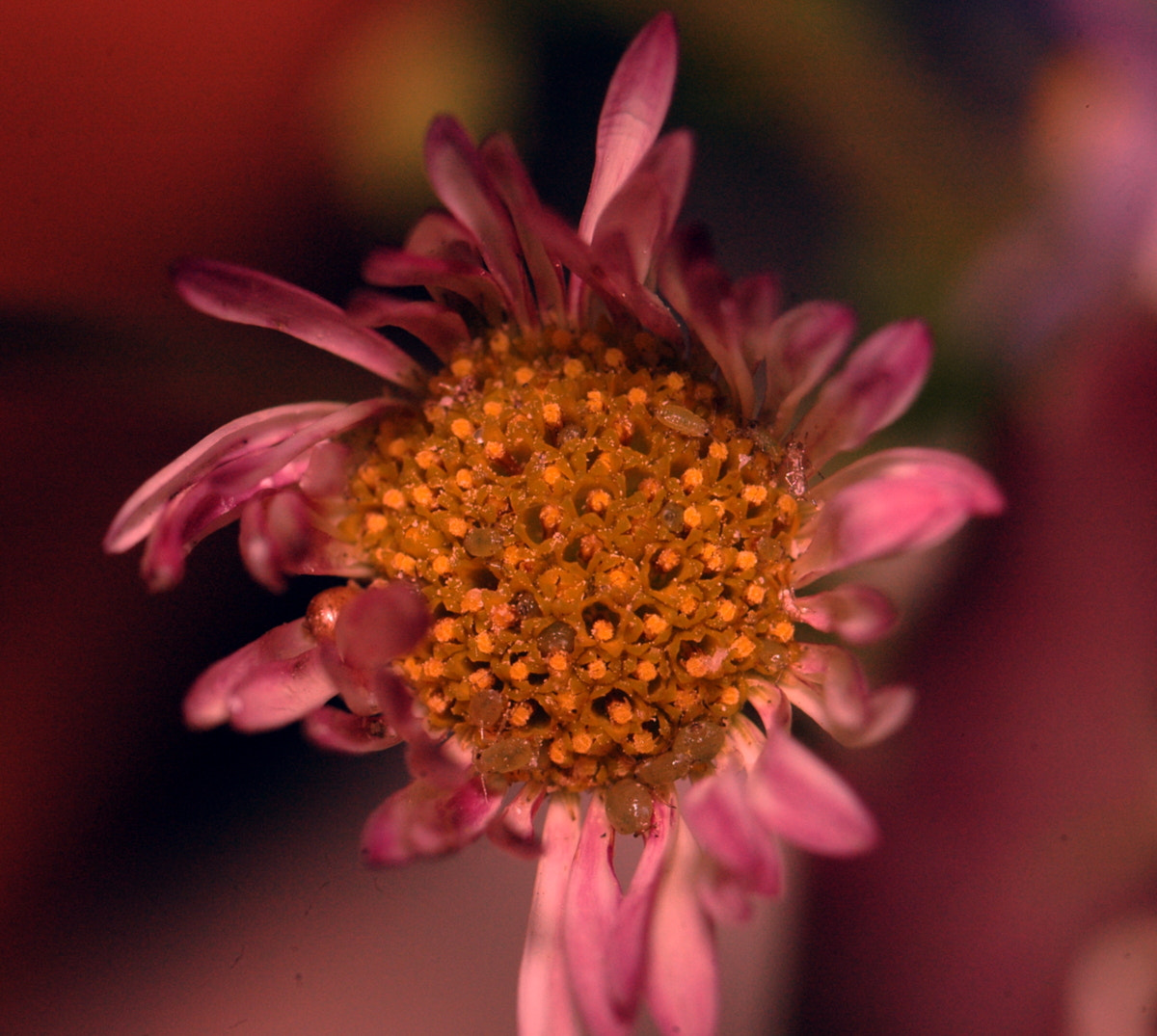 AF Zoom-Nikkor 35-70mm f/3.3-4.5 N sample photo. # photography