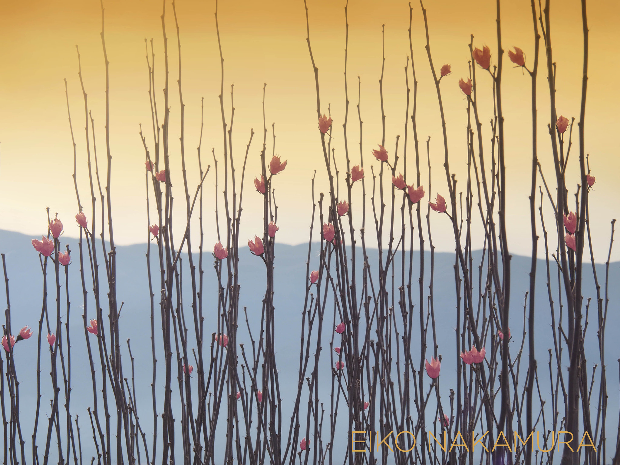 Olympus PEN E-P5 sample photo. Red flowers photography