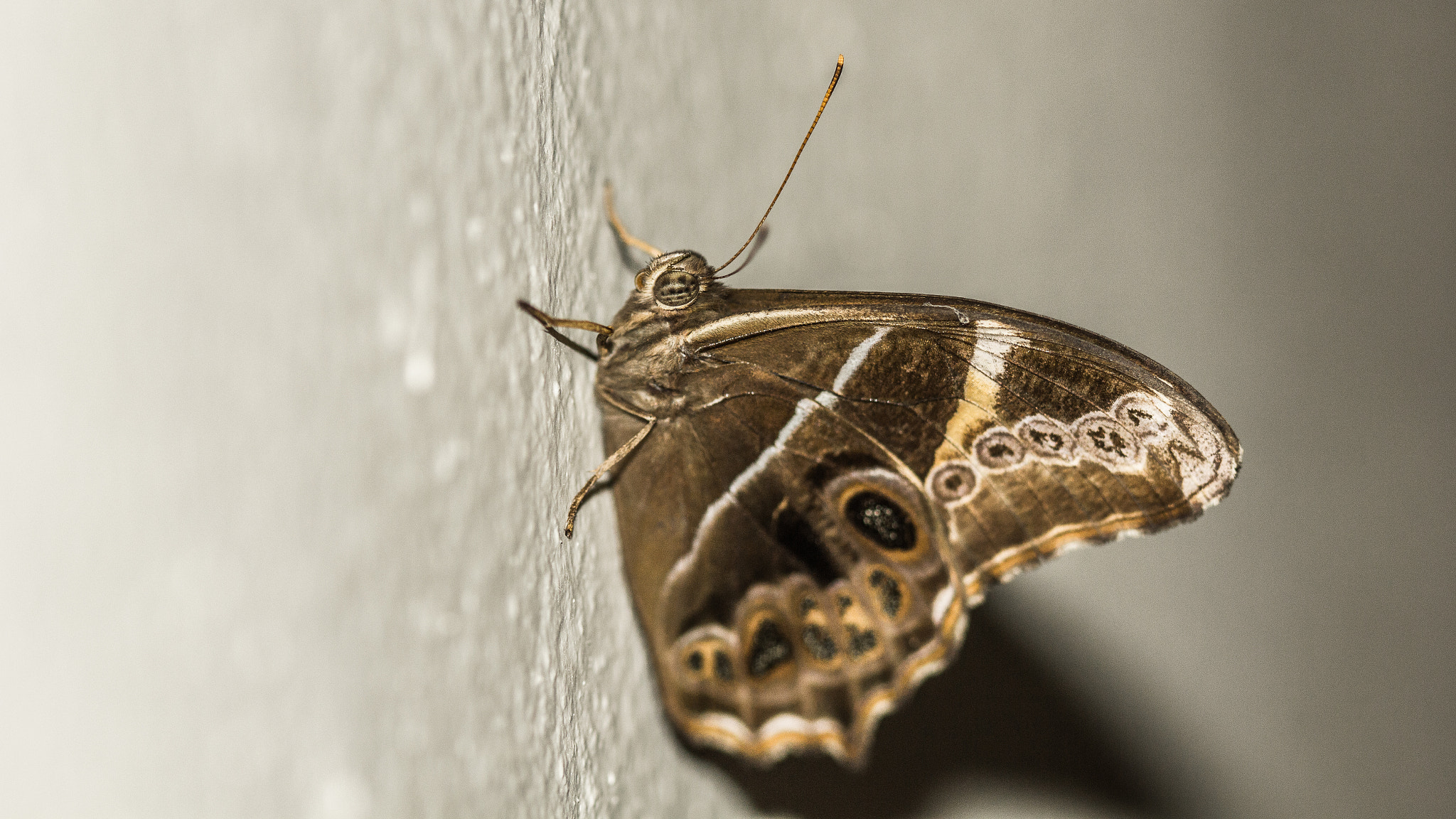 Canon EOS 550D (EOS Rebel T2i / EOS Kiss X4) sample photo. Butterfly on the wall photography