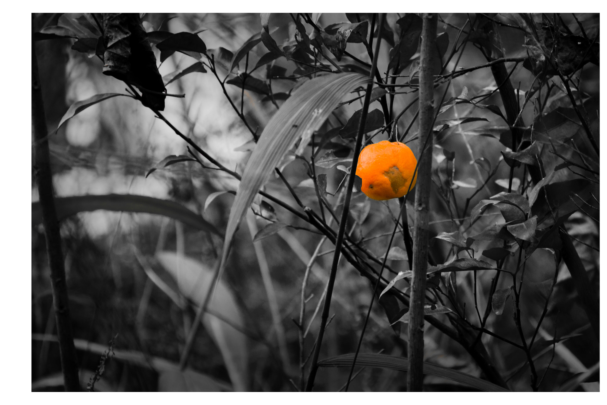 Panasonic Lumix DMC-GX1 sample photo. 橘 photography