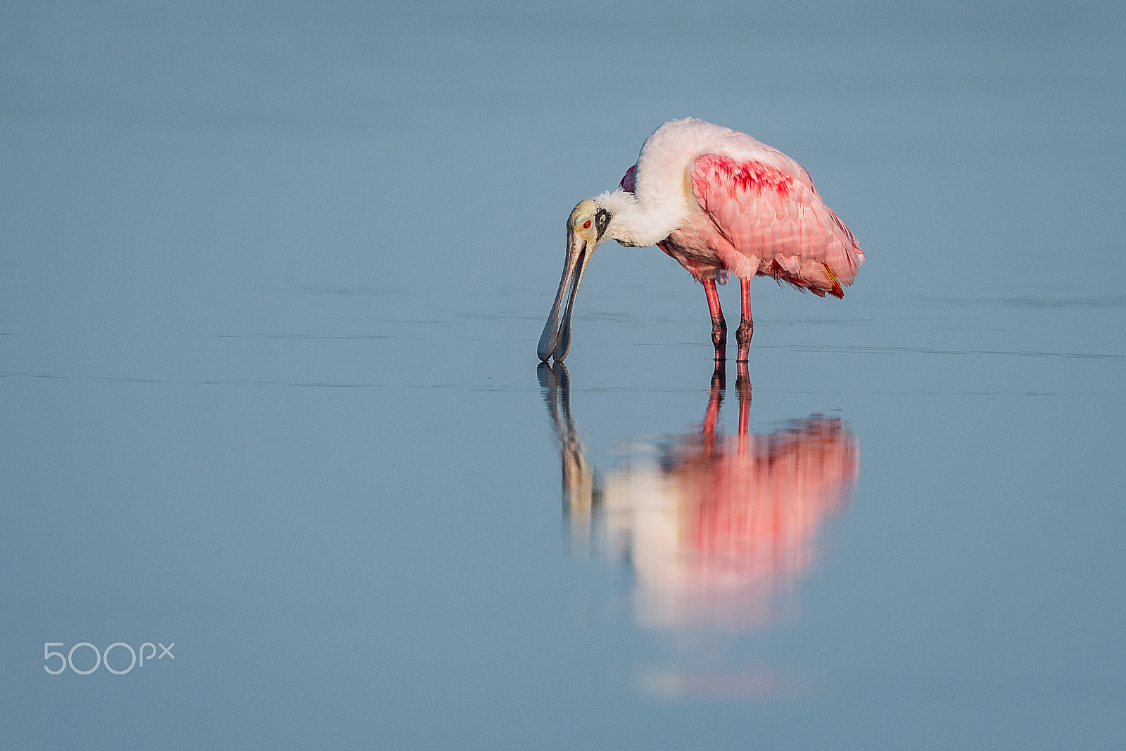 Nikon D600 + Nikon AF-S Nikkor 600mm F4G ED VR sample photo. Tranquility photography