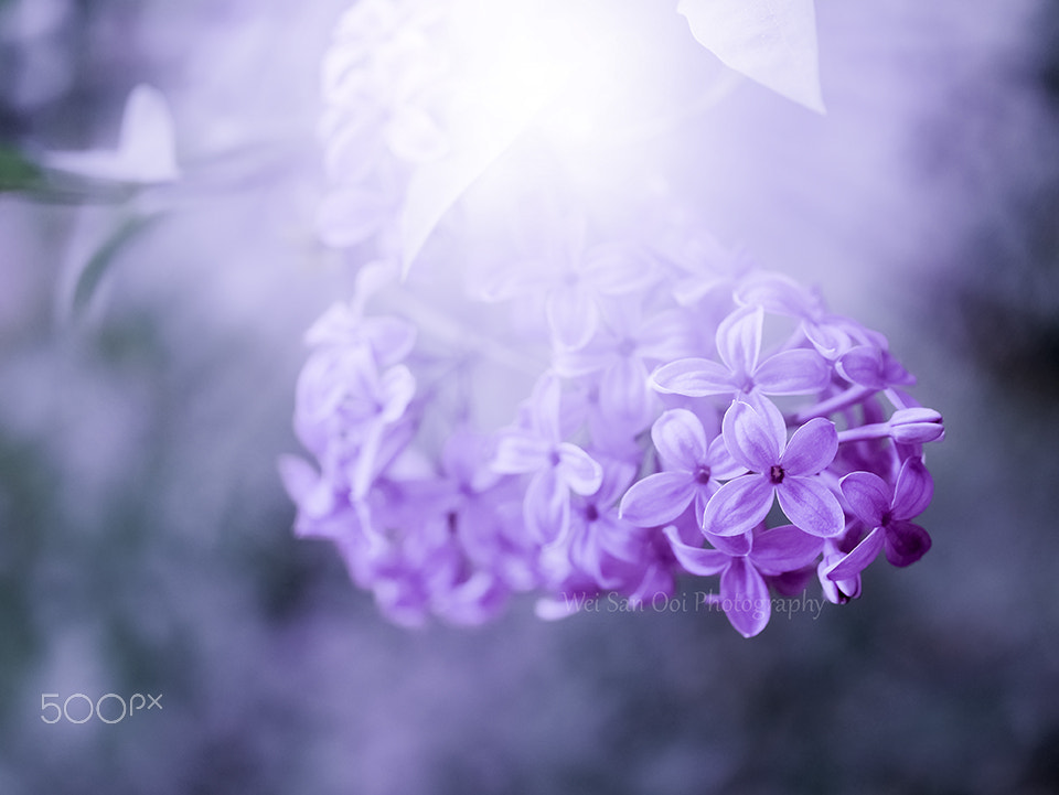 Panasonic Leica DG Macro-Elmarit 45mm F2.8 ASPH OIS sample photo. Lilac 01 photography
