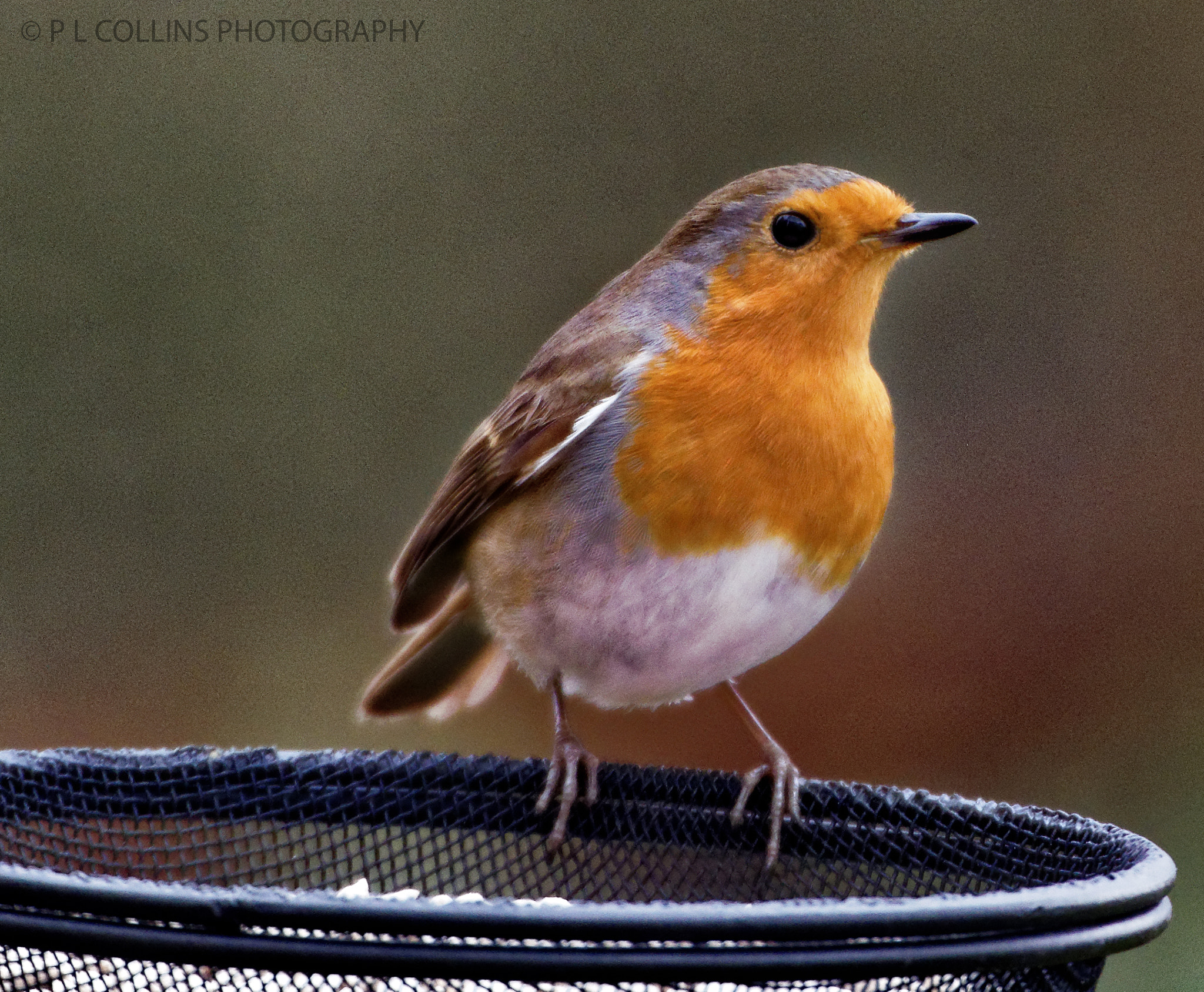 Sigma 50-500mm F4.5-6.3 DG OS HSM sample photo. Robin in the garden this morning photography