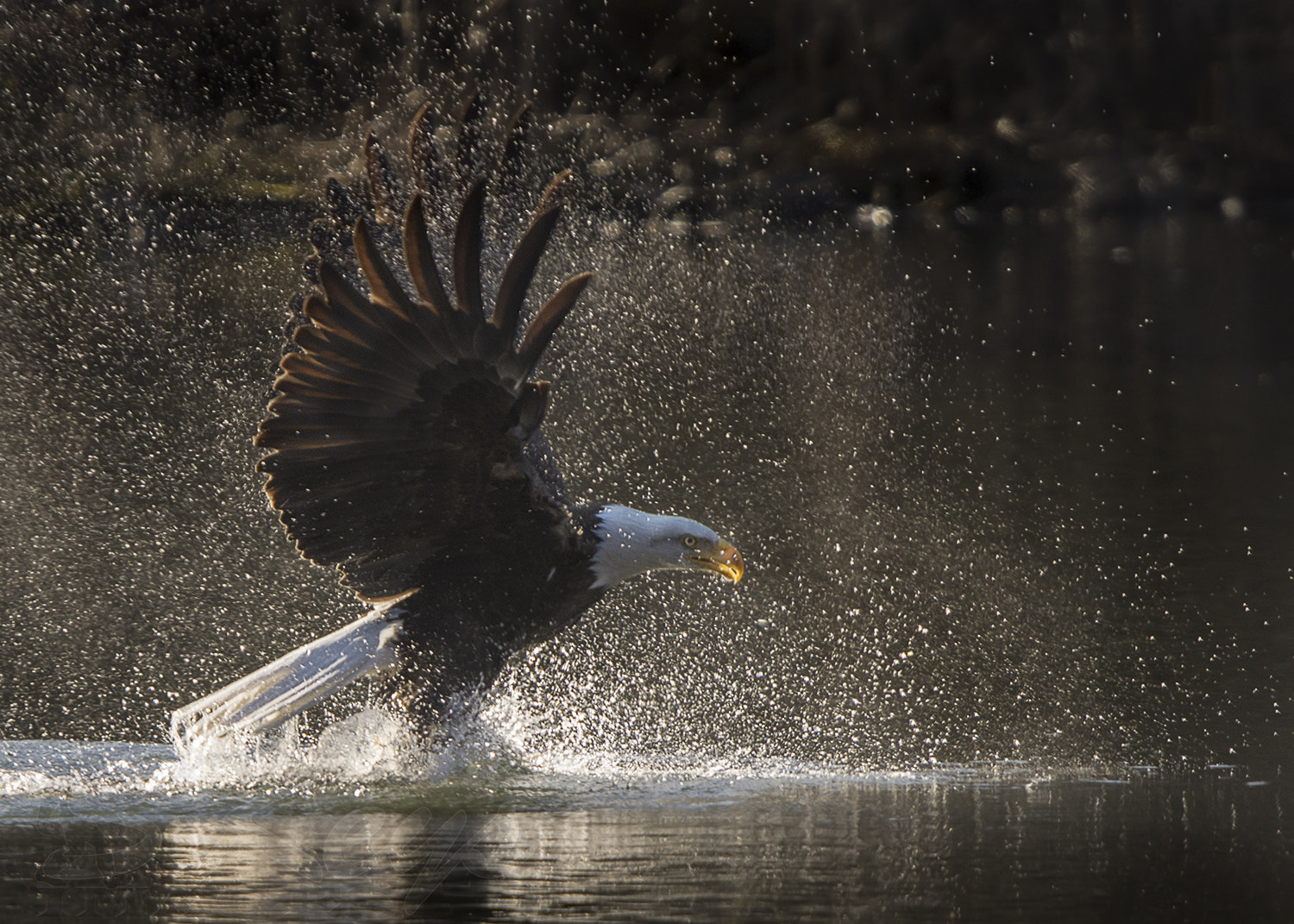 Nikon D7200 + Sigma 500mm F4.5 EX DG HSM sample photo. Back(lit)spalsh (bald eagle) photography