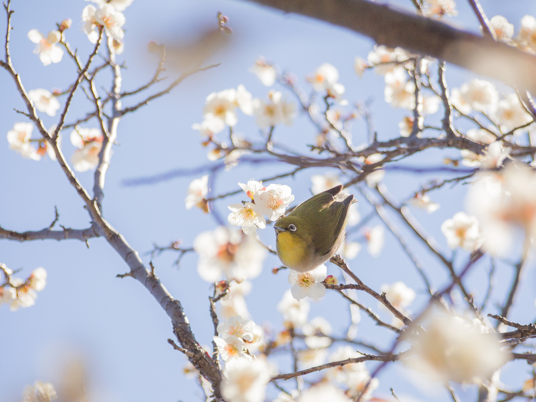 Olympus PEN E-PM1 sample photo. Fly away photography