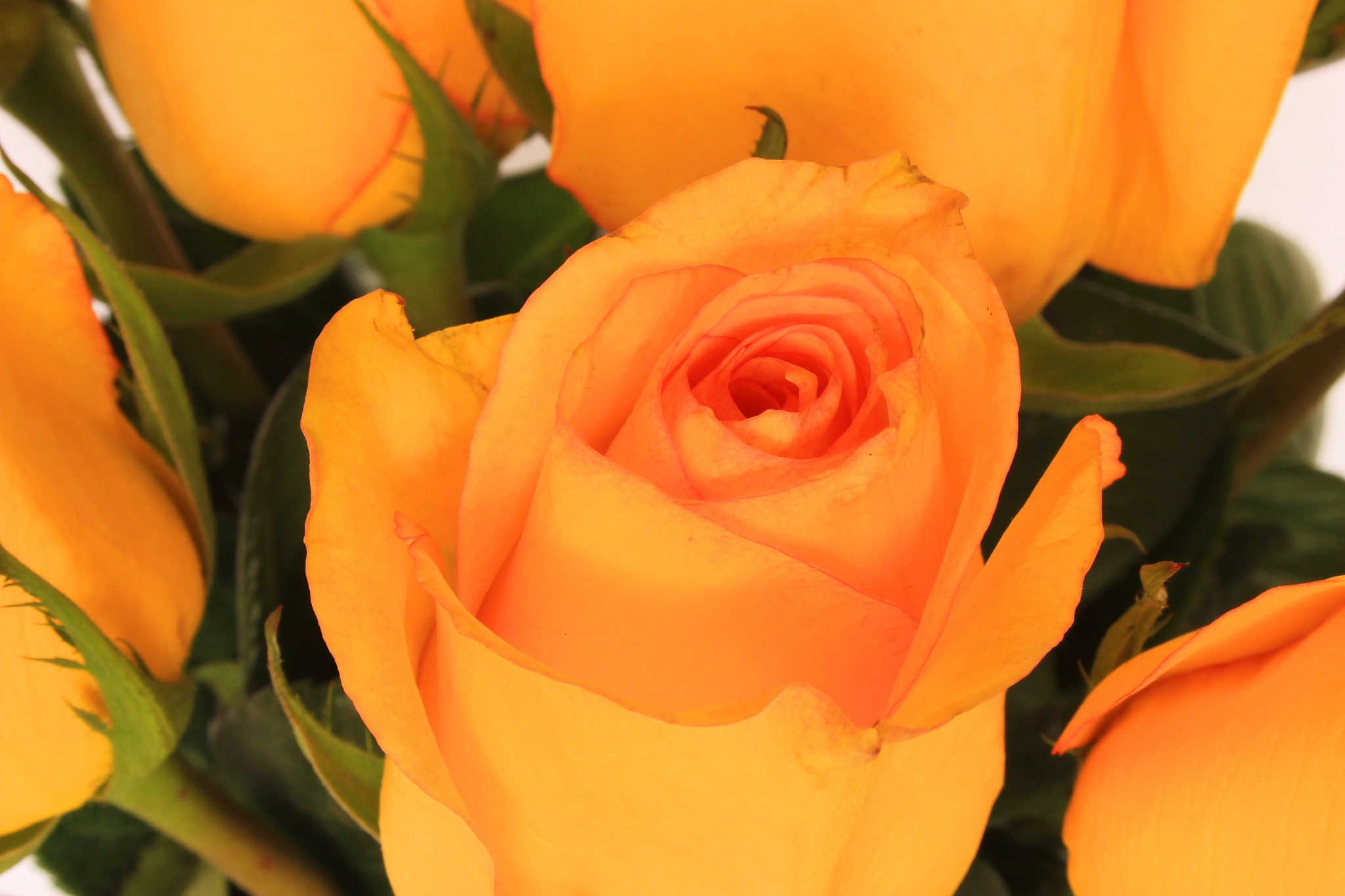 Canon EF-S 18-55mm F3.5-5.6 sample photo. Yellow rose bouquet photography
