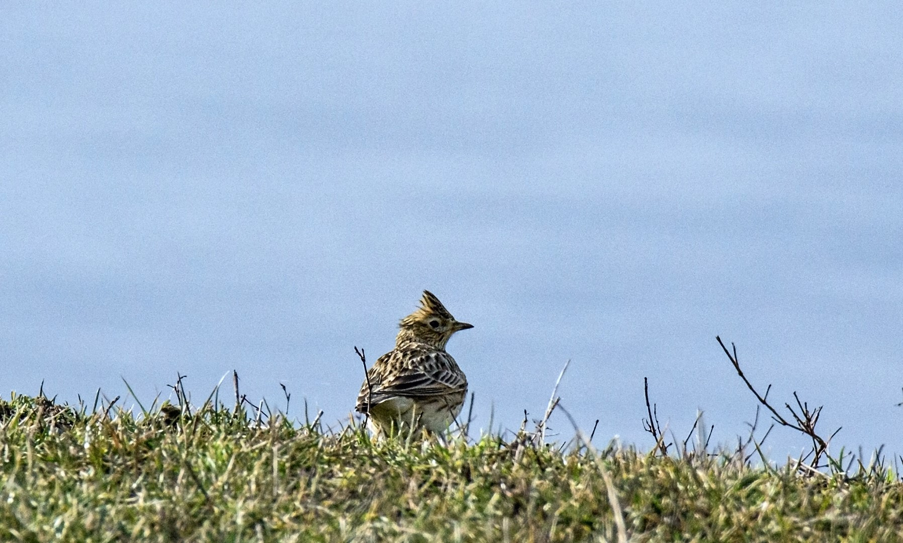 Tamron SP 150-600mm F5-6.3 Di VC USD sample photo. Skylark photography