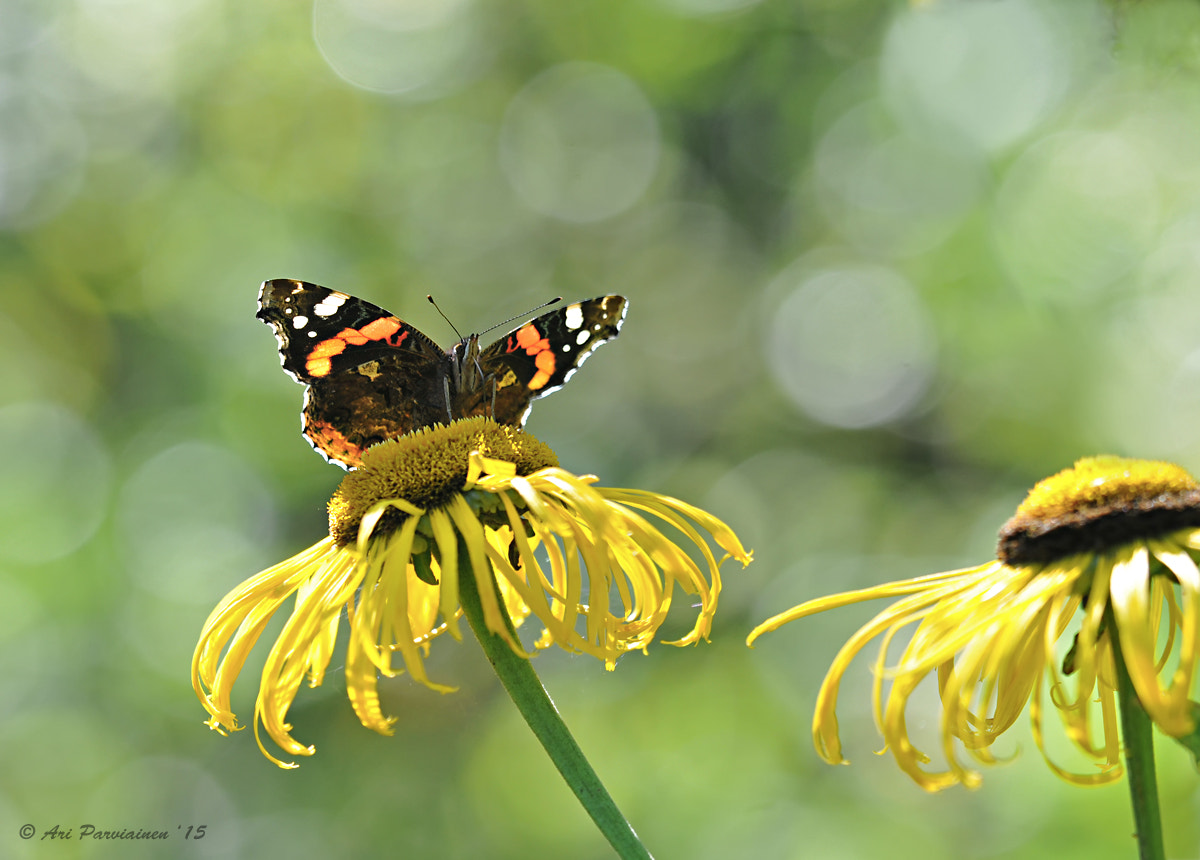 Sigma 150mm F2.8 EX DG OS Macro HSM sample photo. Red admiral photography
