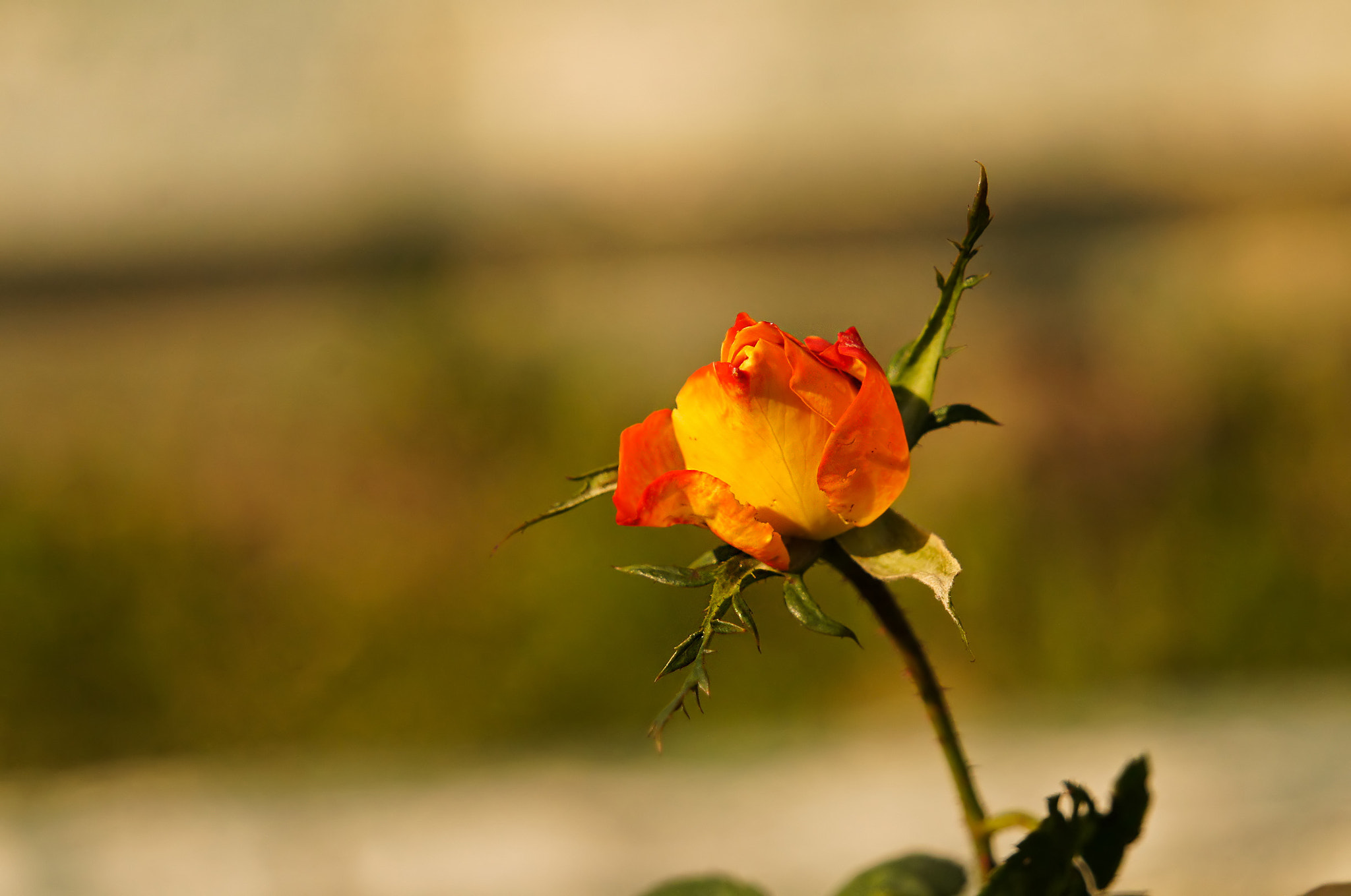 Sony Alpha NEX-C3 + Sony E 55-210mm F4.5-6.3 OSS sample photo. Garden 24 photography