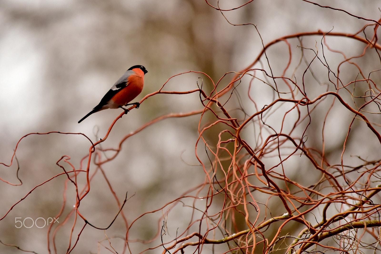 Sigma 120-400mm F4.5-5.6 DG OS HSM sample photo. Bullfinch photography