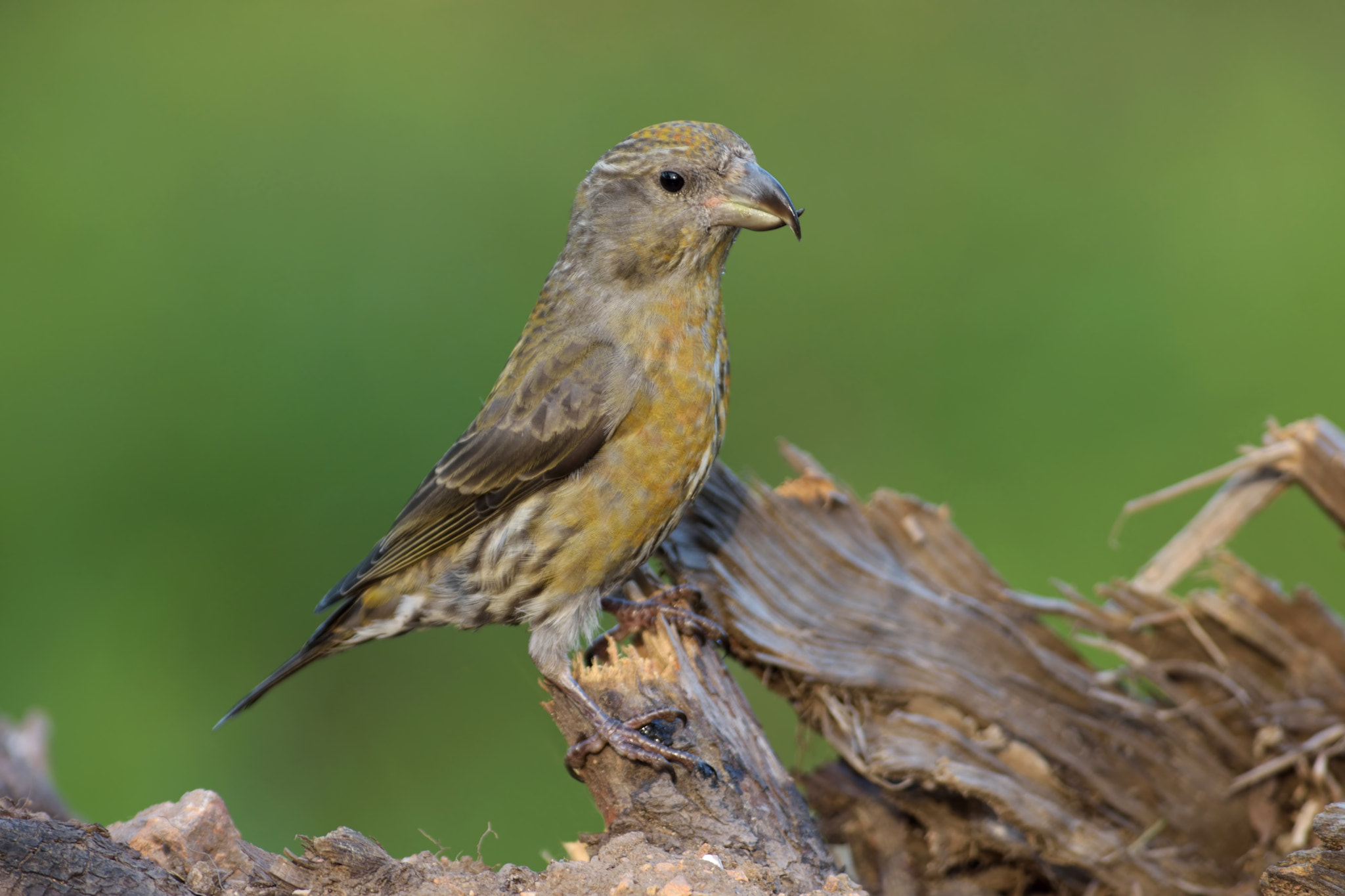 Nikon AF-S Nikkor 300mm F2.8G ED VR II sample photo. Piquituerto photography