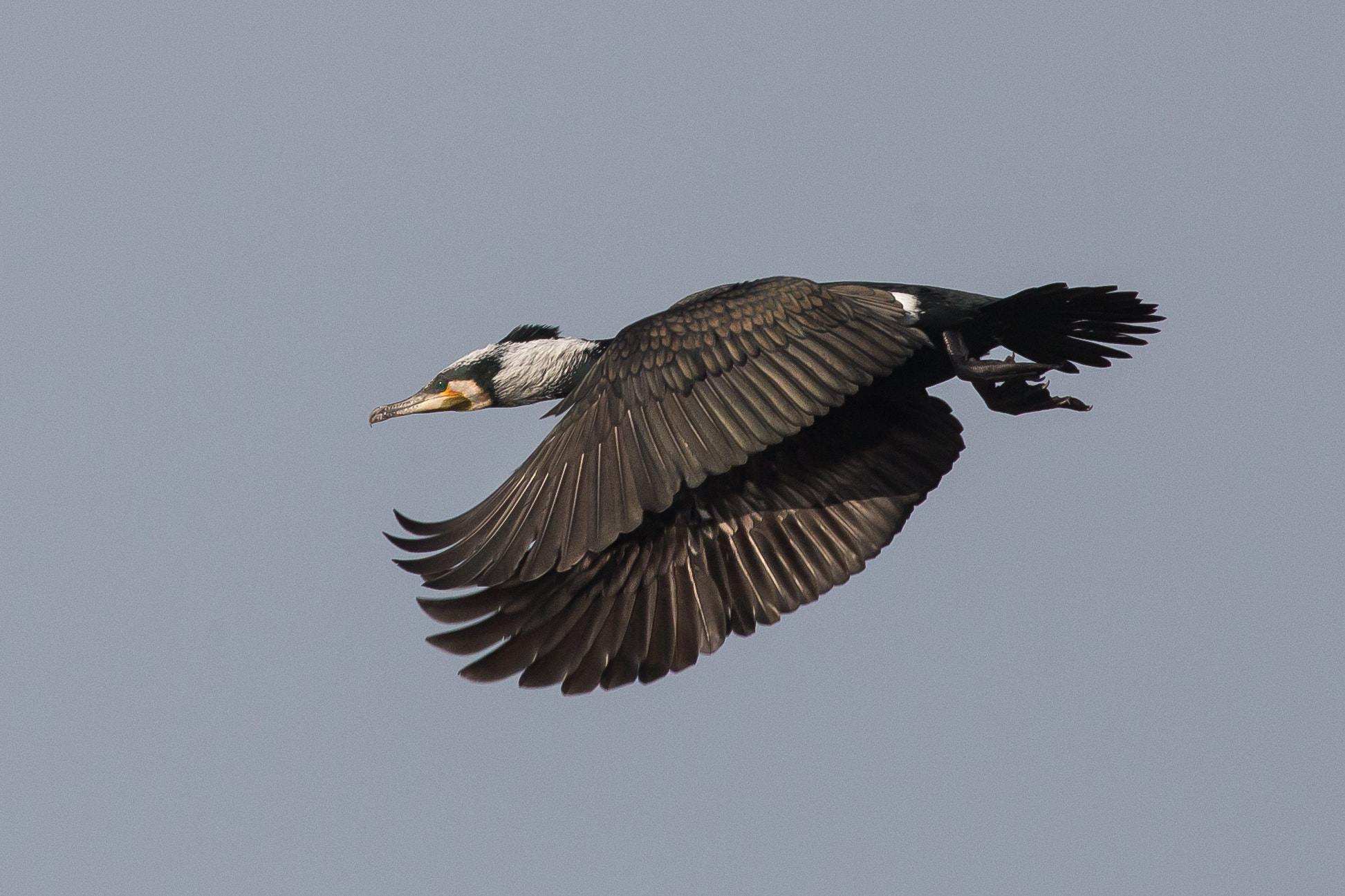 Canon EOS 6D + Canon EF 400mm F5.6L USM sample photo. Cormorant photography